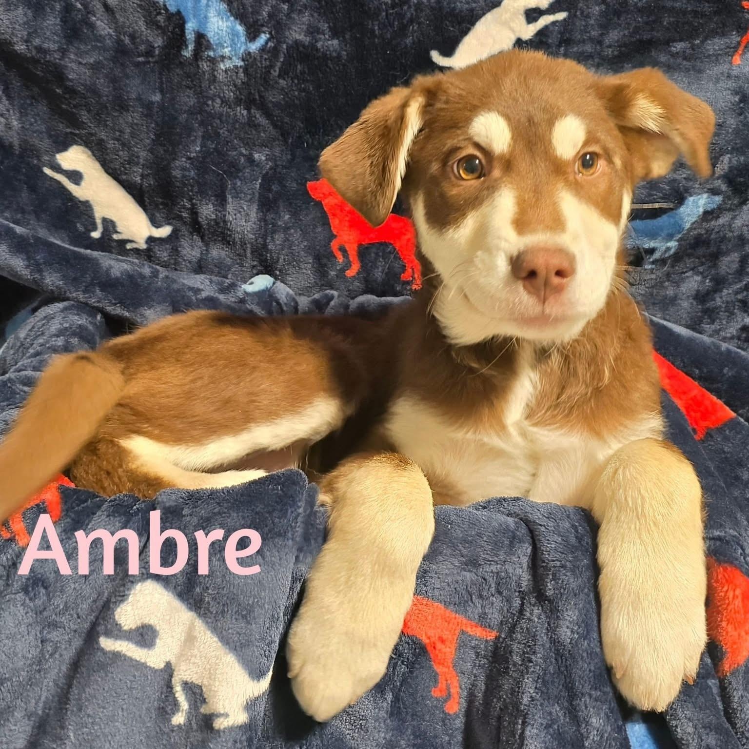 Ambre, ADOPTABLE, Puppy Female Mixed Breed.