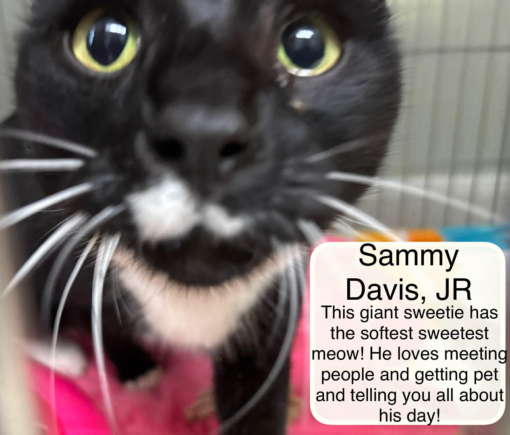 Sammy Davis Jr, Adoptable, Adult Male Domestic Short Hair.
