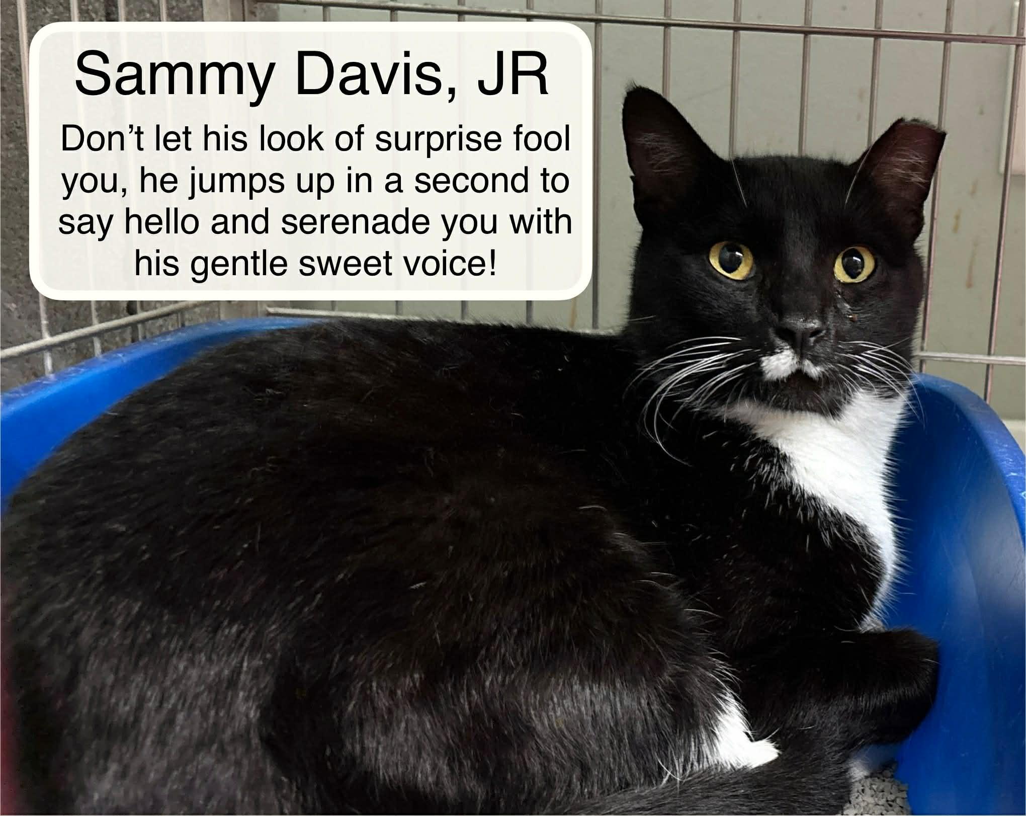 Sammy Davis Jr, a Adoptable Domestic Short Hair in Ellicott City, MD image 2/2