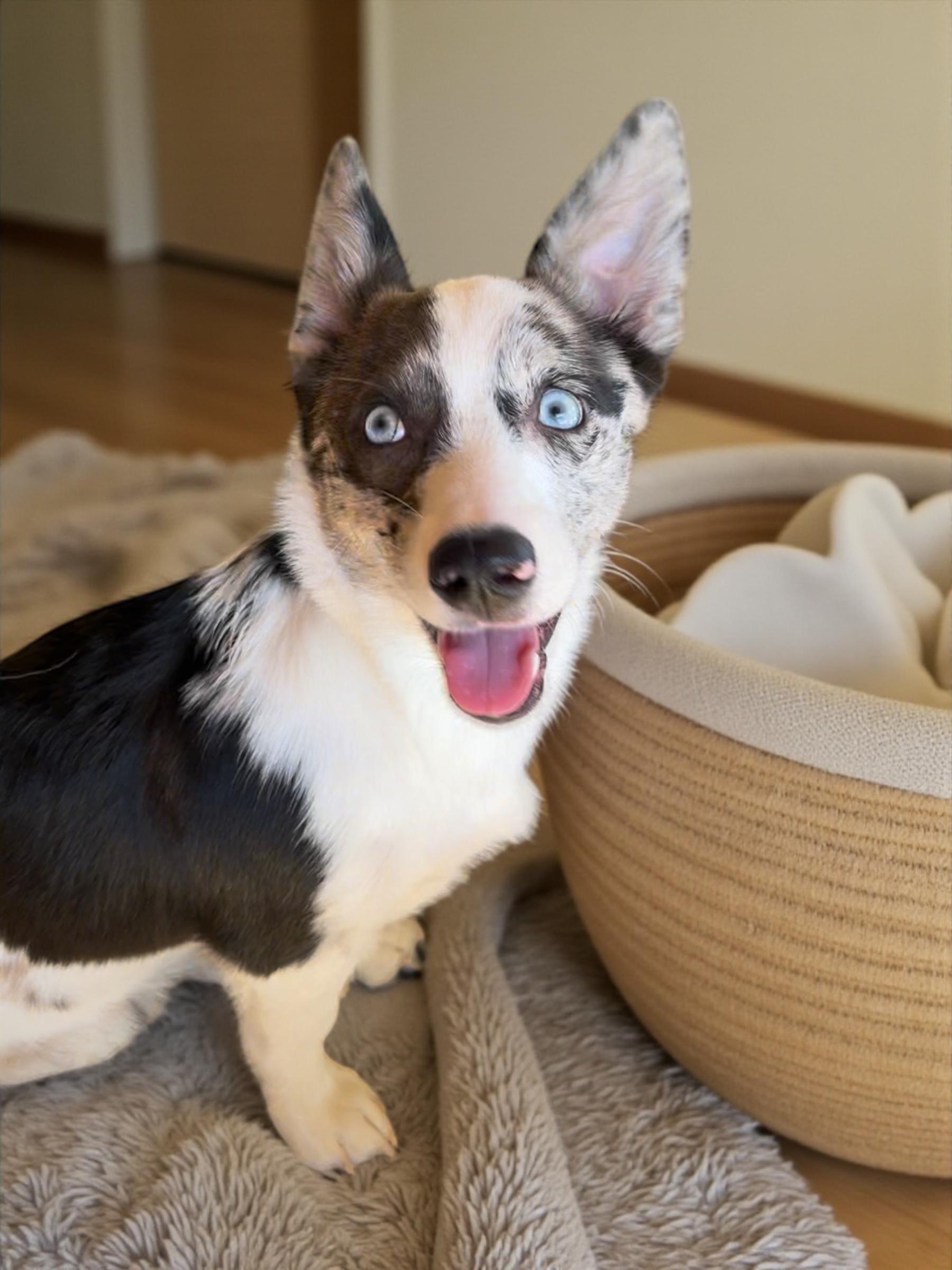 Clover, Adopted, Puppy Female Cardigan Welsh Corgi & Australian Shepherd.