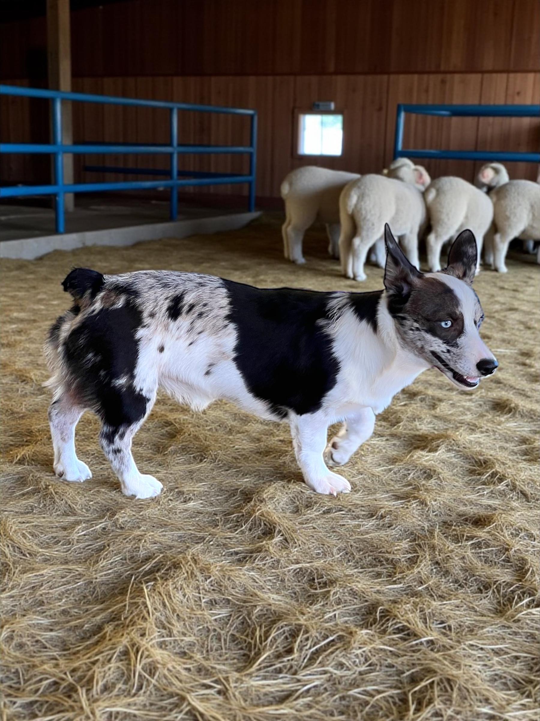Enlarge Clover, a Adopted mixed breed in Athens, TN image 2/6