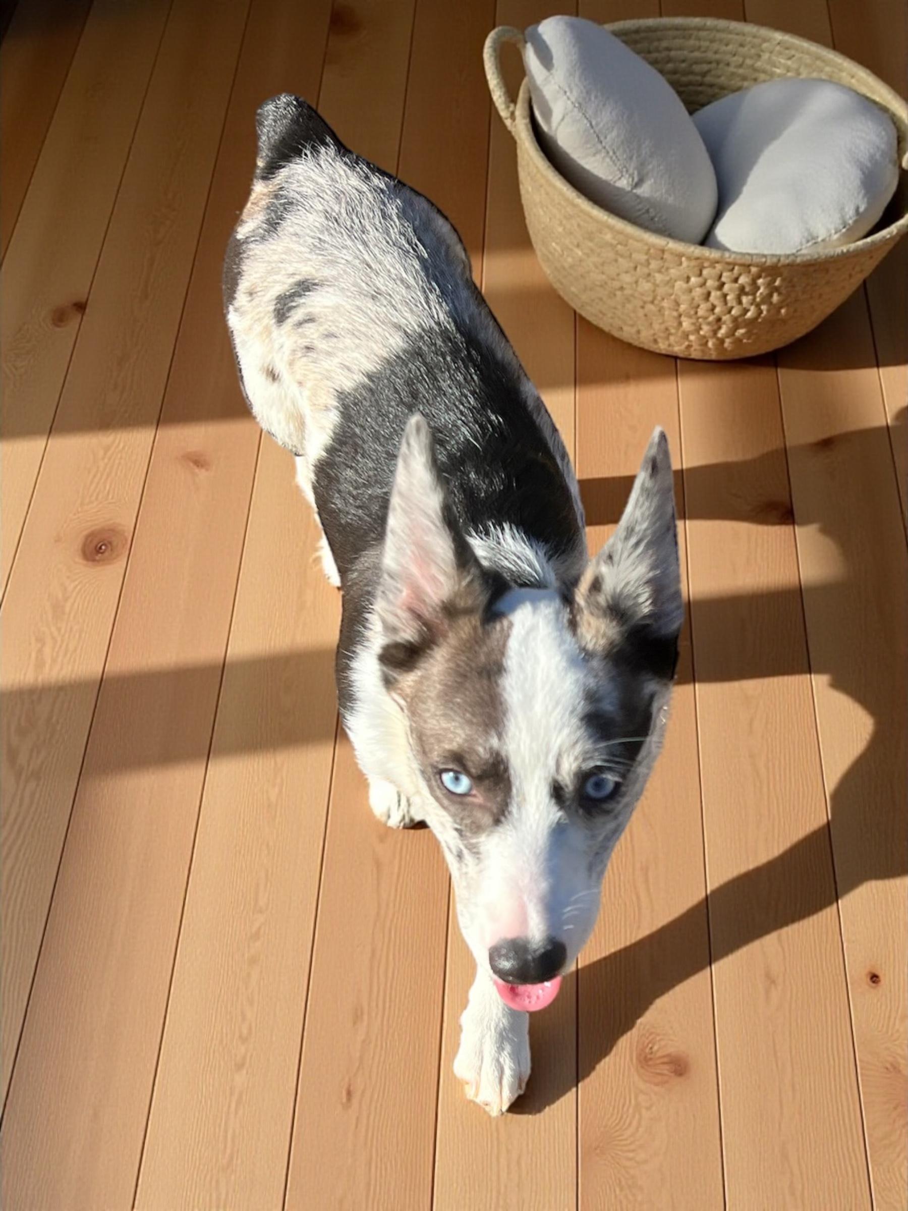 Enlarge Clover, a Adopted mixed breed in Athens, TN image 3/6