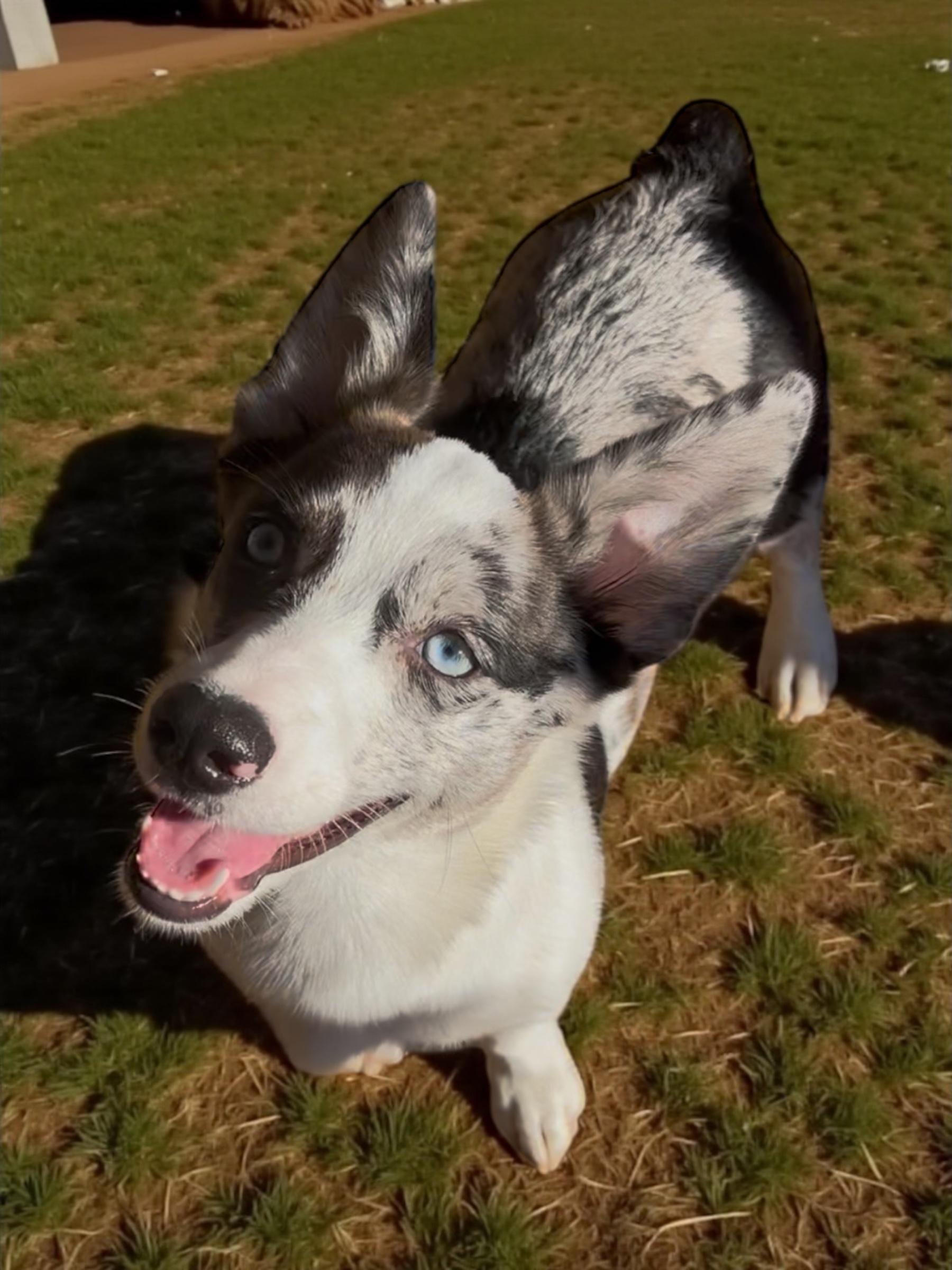 Enlarge Clover, a Adopted mixed breed in Athens, TN image 4/6