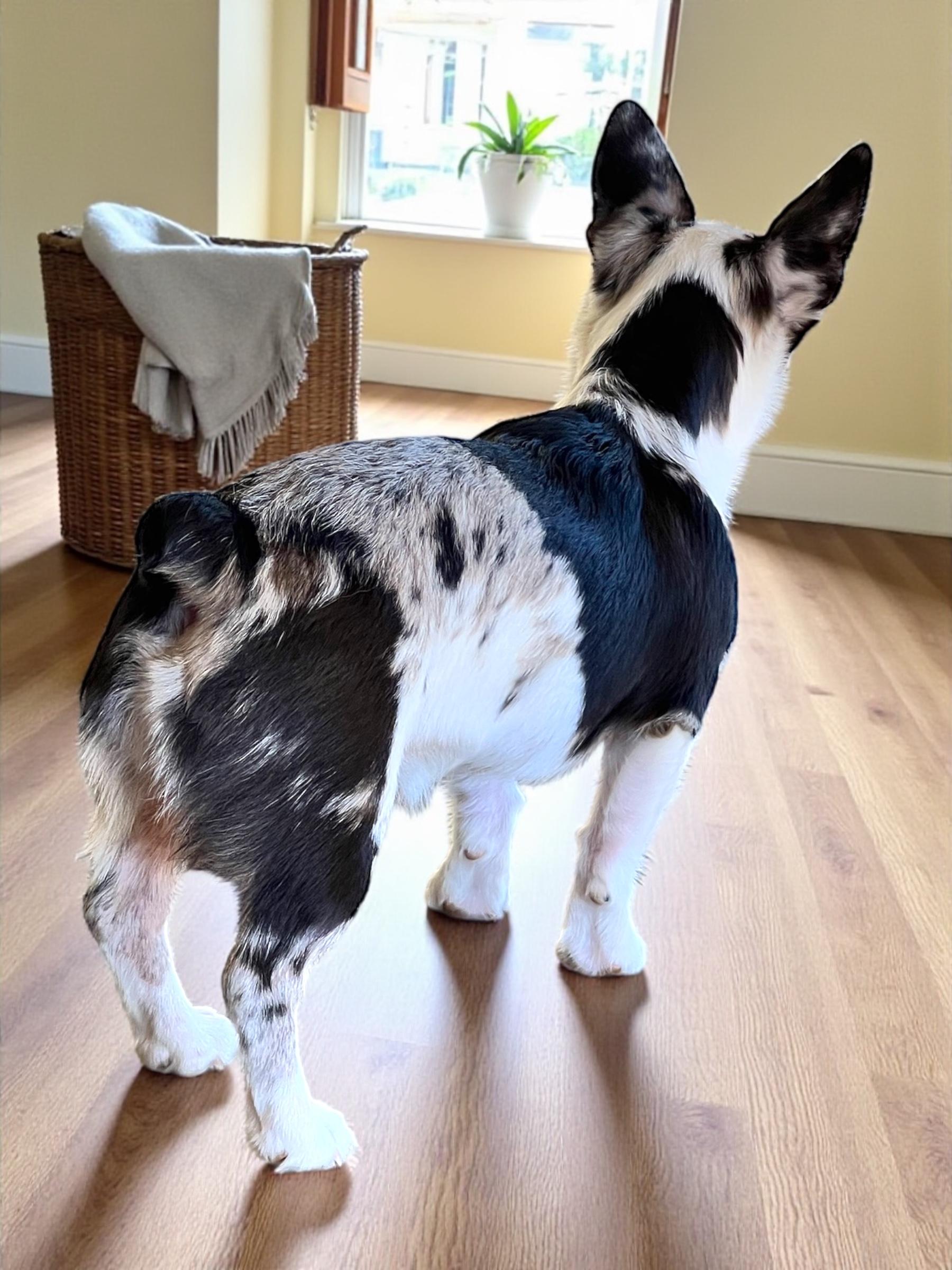 Enlarge Clover, a Adopted mixed breed in Athens, TN image 5/6