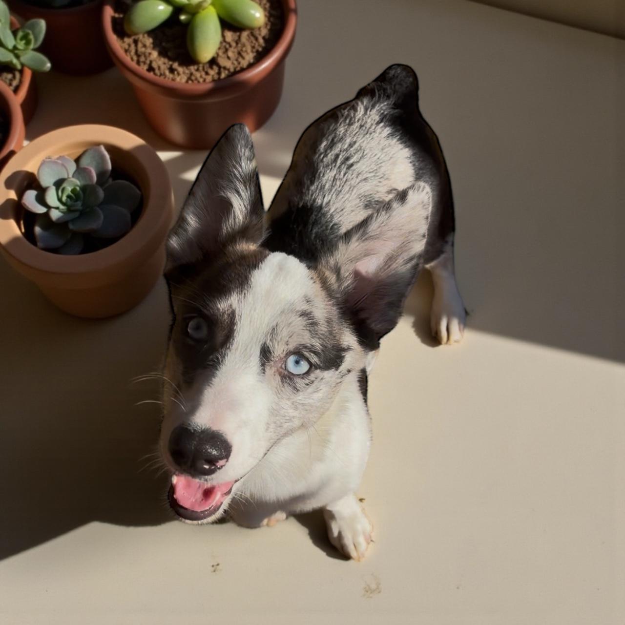 Enlarge Clover, a Adopted mixed breed in Athens, TN image 6/6