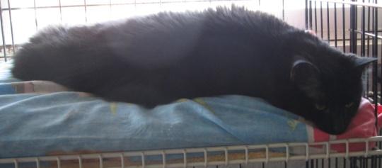 Enlarge Danny, a Adoptable Domestic Medium Hair in Pickering, ON image 1/1