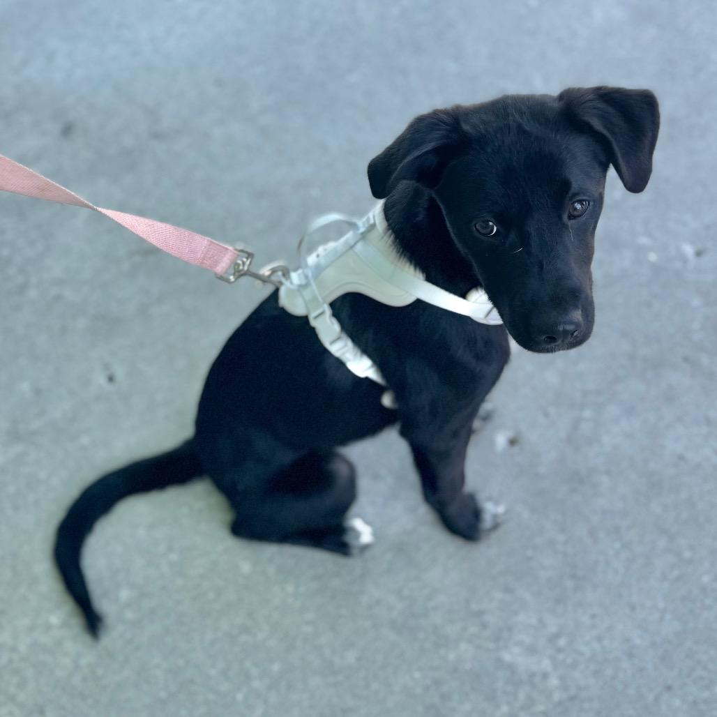 Enlarge Halo, a Adoptable mixed breed in Brownsboro, AL image 1/6
