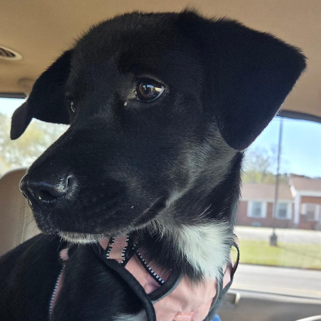 Halo, a Adoptable mixed breed in Brownsboro, AL image 1/6