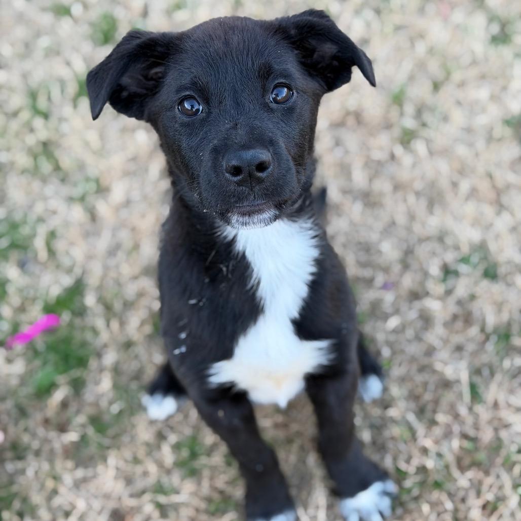 Halo, a Adoptable mixed breed in Brownsboro, AL image 2/6