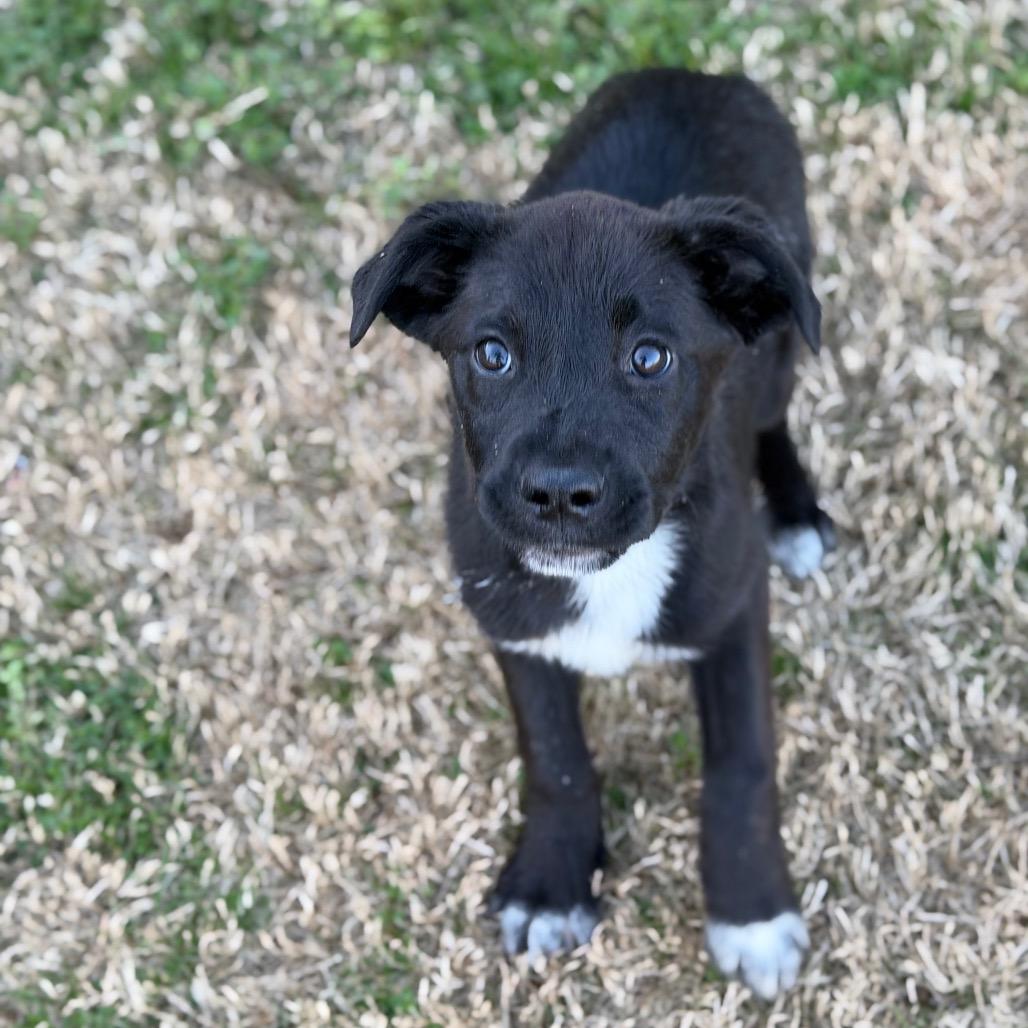 Halo, a Adoptable mixed breed in Brownsboro, AL image 3/6