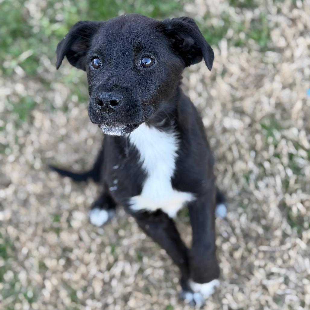 Halo, a Adoptable mixed breed in Brownsboro, AL image 4/6