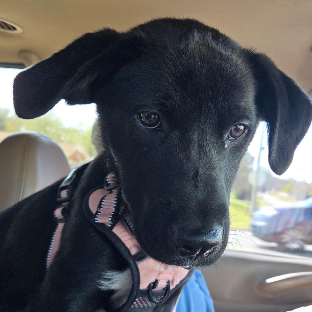 Halo, a Adoptable mixed breed in Brownsboro, AL image 5/6