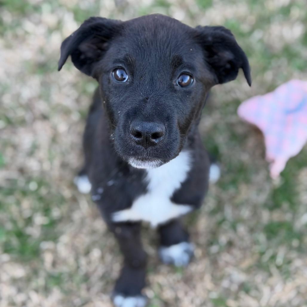 Halo, a Adoptable mixed breed in Brownsboro, AL image 6/6