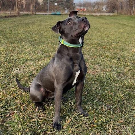 Enlarge Potato, a Adoptable Mixed Breed in South Haven, MI image 1/6