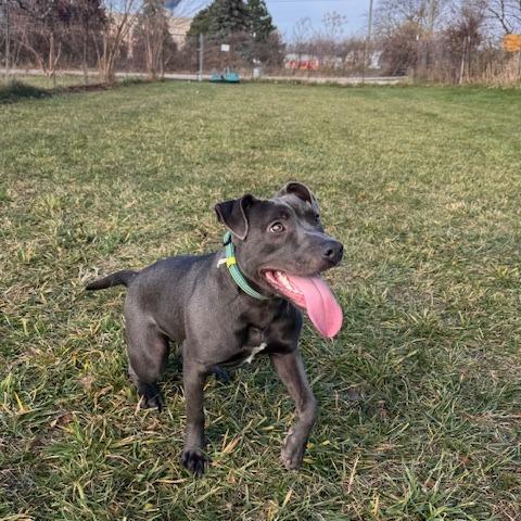Enlarge Potato, a Adoptable Mixed Breed in South Haven, MI image 2/6