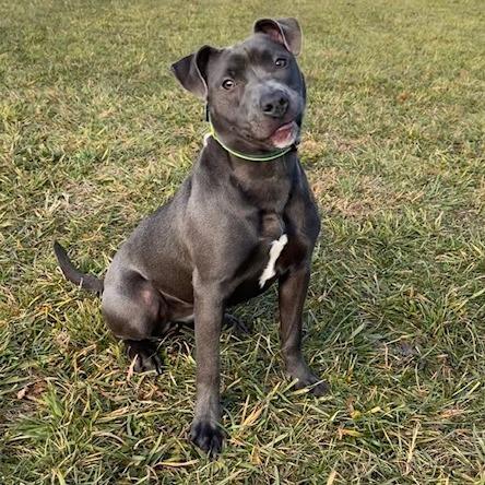 Enlarge Potato, a Adoptable Mixed Breed in South Haven, MI image 3/6