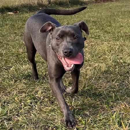 Enlarge Potato, a Adoptable Mixed Breed in South Haven, MI image 4/6