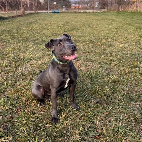 Enlarge Potato, a Adoptable Mixed Breed in South Haven, MI image 5/6