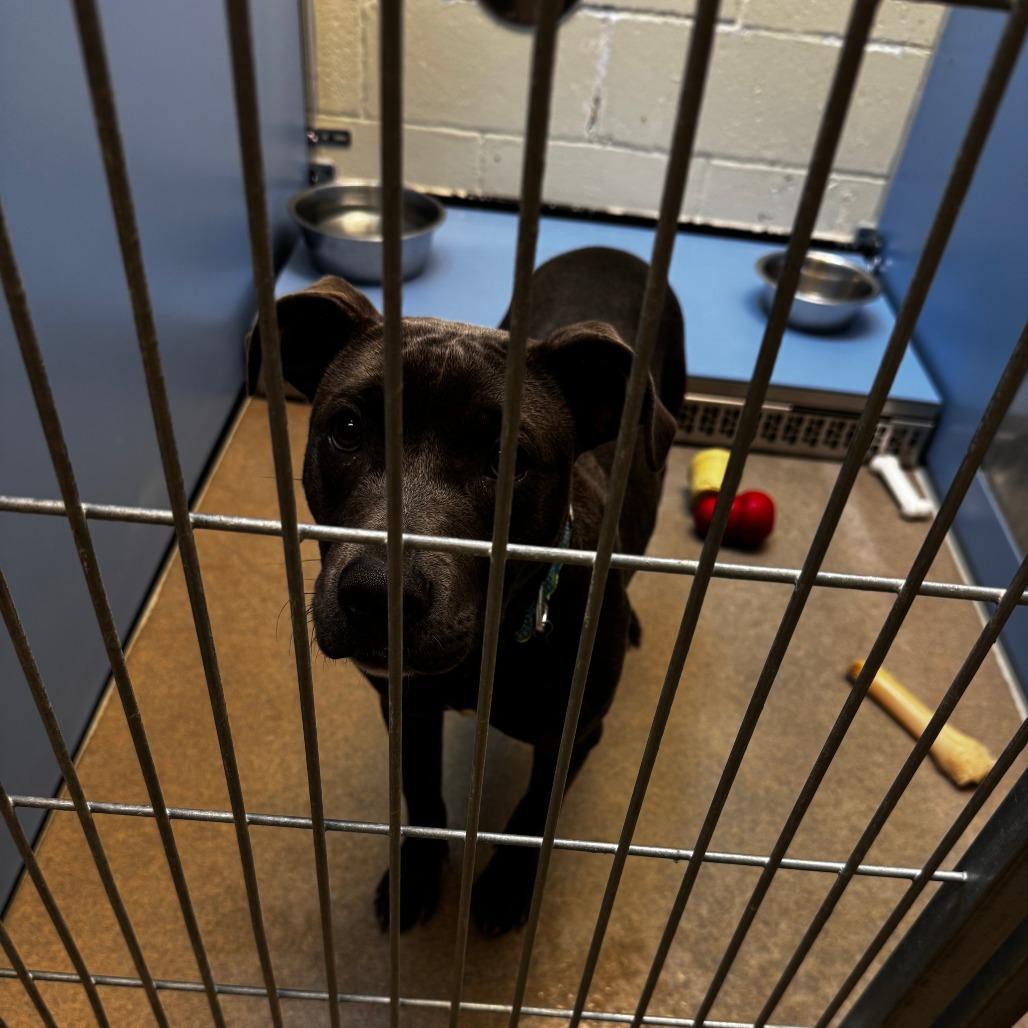 Enlarge Potato, a Adoptable Mixed Breed in South Haven, MI image 6/6