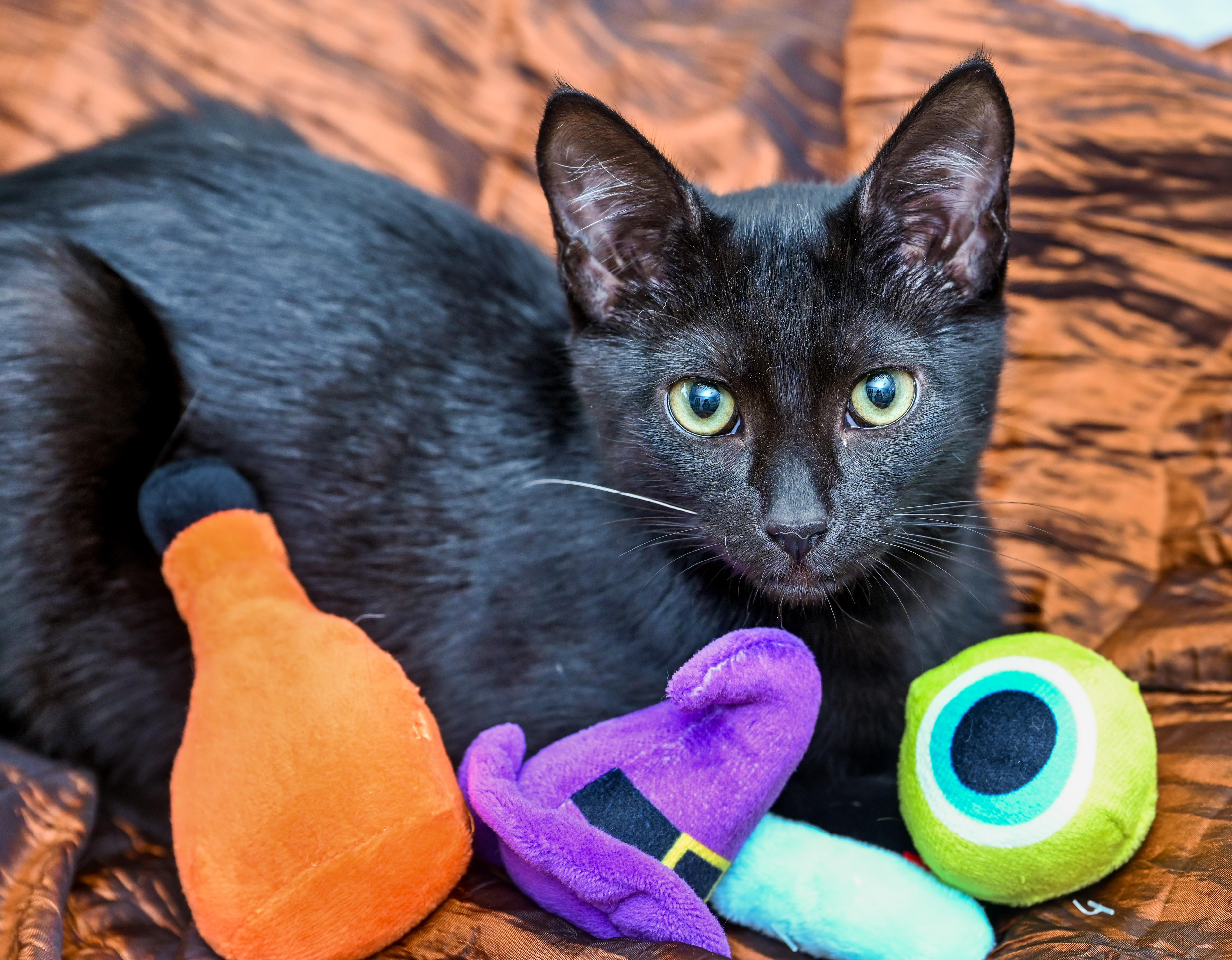 Enlarge Venti, a Adopted Domestic Short Hair in Chattanooga, TN image 5/6