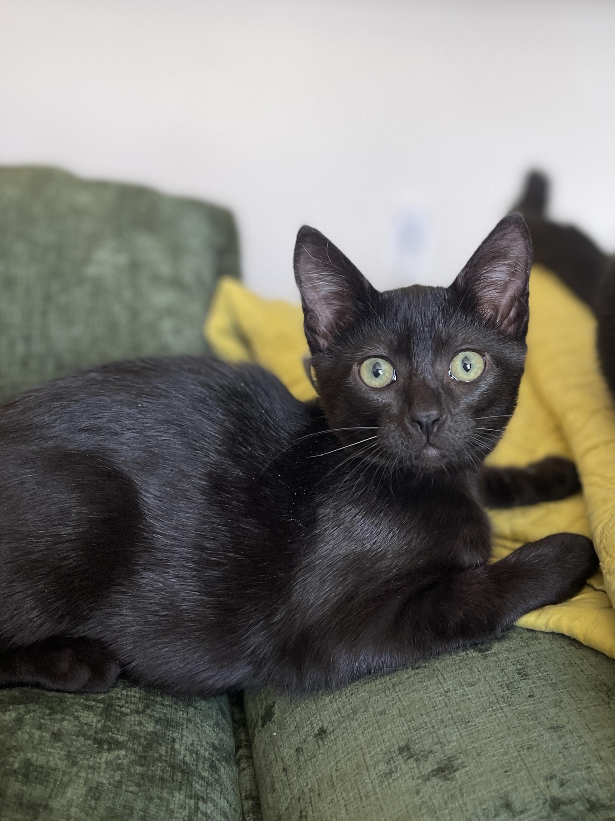 Enlarge Venti, a Adopted Domestic Short Hair in Chattanooga, TN image 4/6