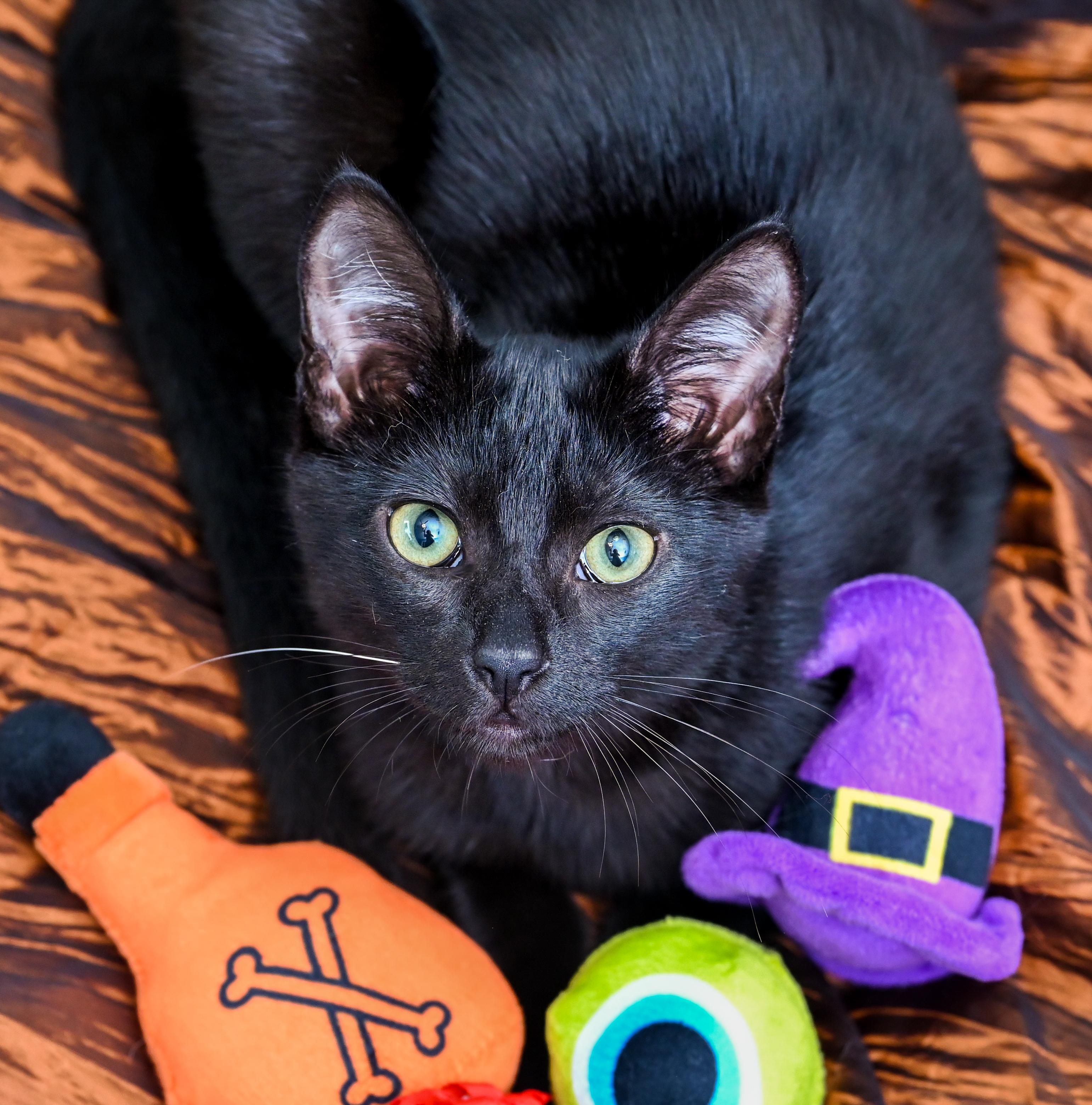 Venti, Adopted, Kitten Female Domestic Short Hair.