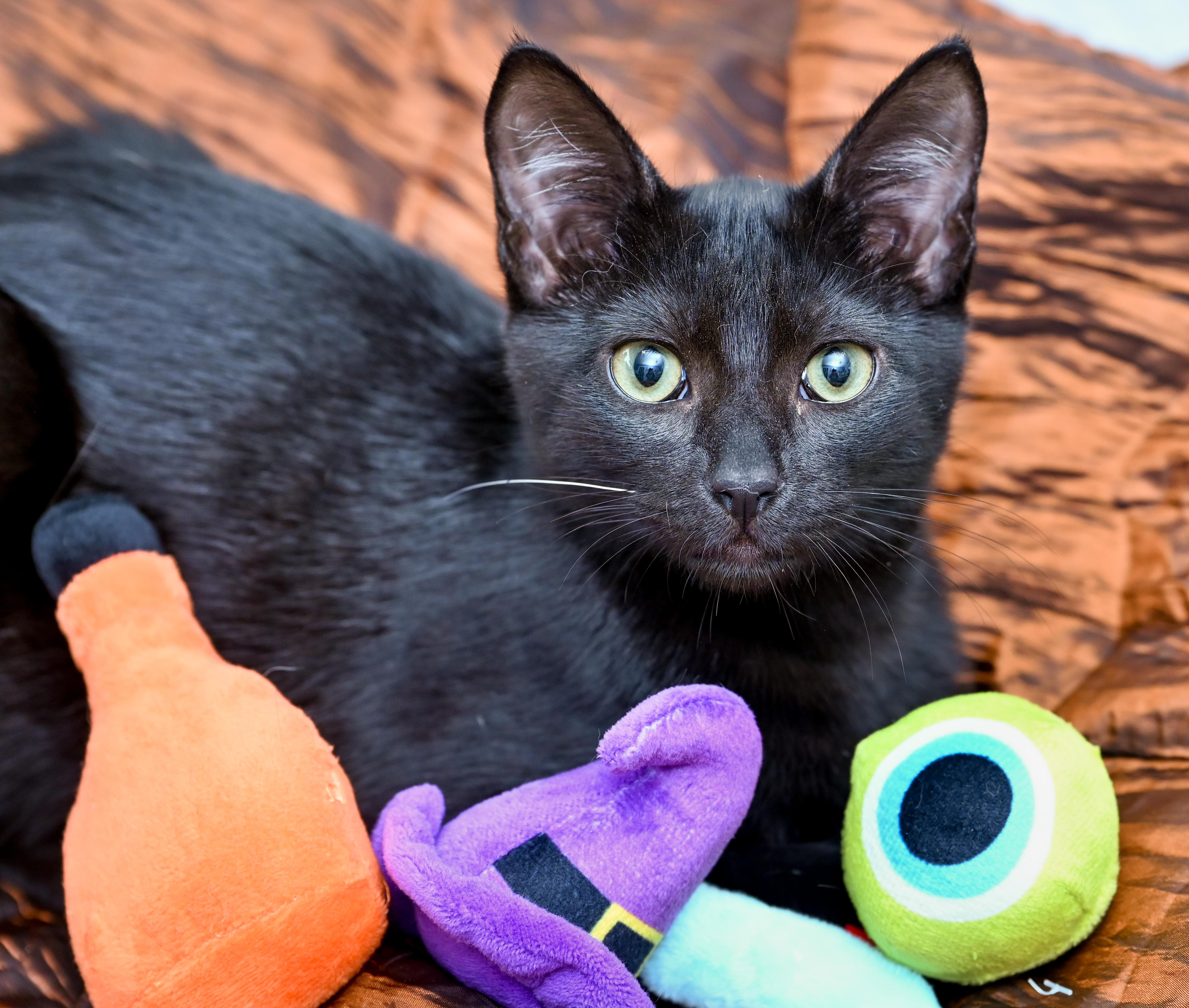 Enlarge Venti, a Adopted Domestic Short Hair in Chattanooga, TN image 3/6
