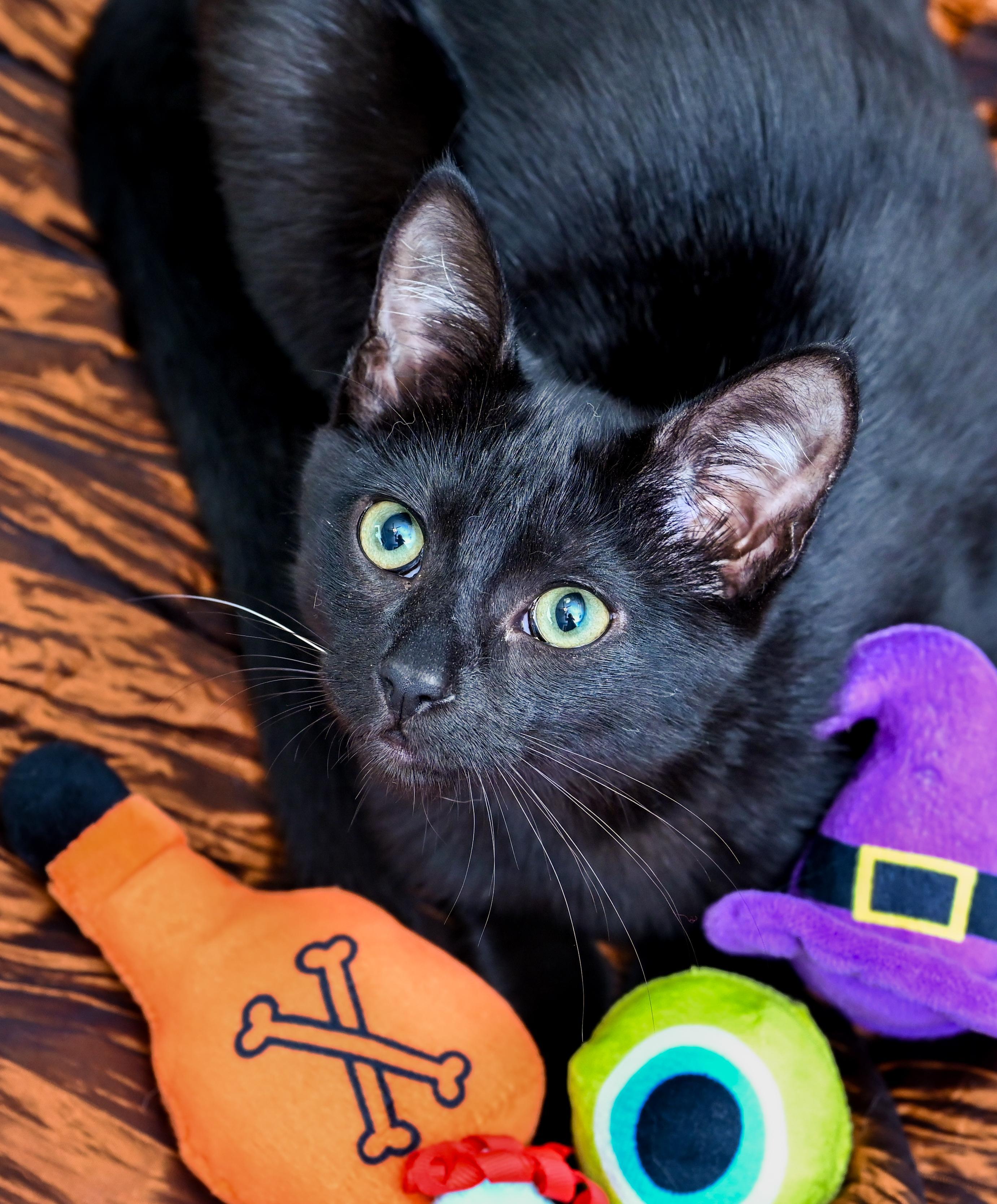 Enlarge Venti, a Adopted Domestic Short Hair in Chattanooga, TN image 2/6