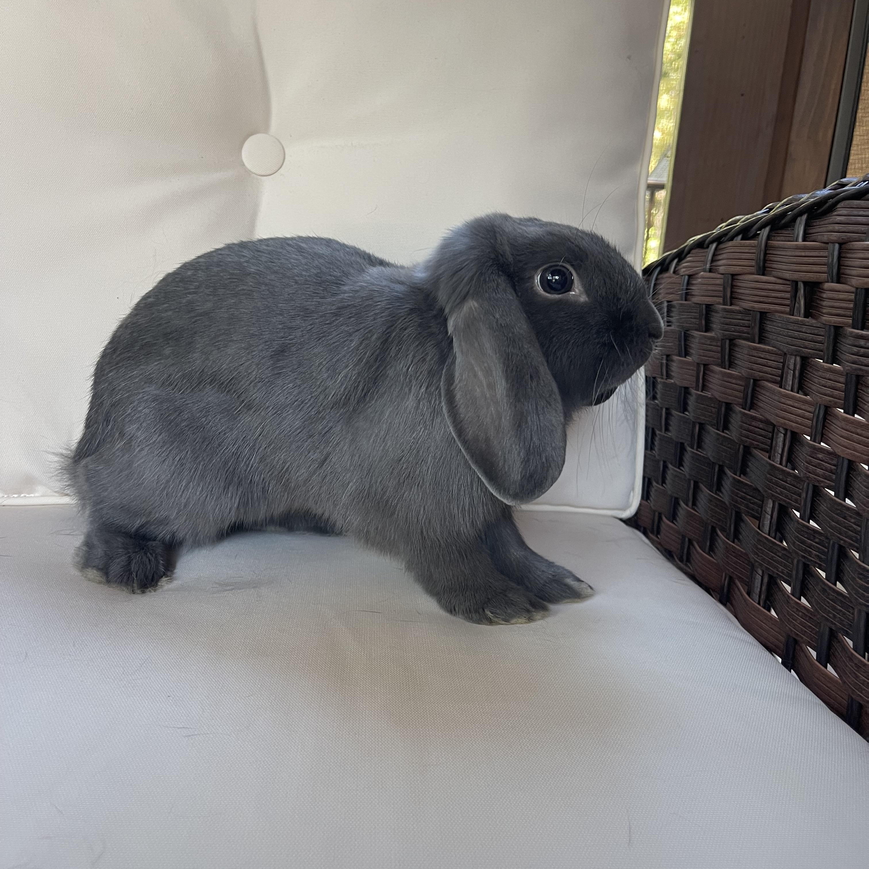 Enlarge Thumper, a Adoptable Mini Lop in Birmingham, AL image 4/5