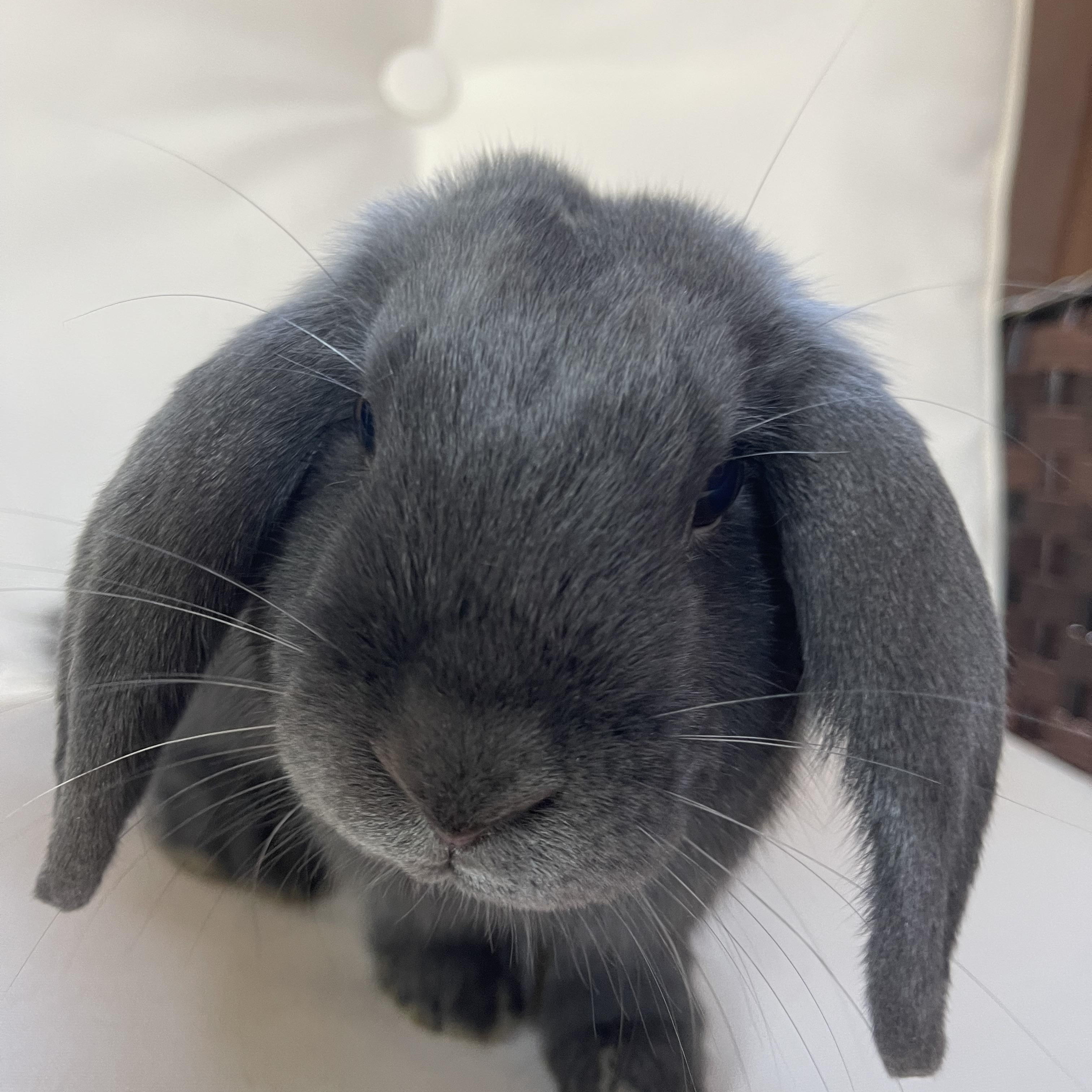 Enlarge Thumper, a Adoptable Mini Lop in Birmingham, AL image 5/5