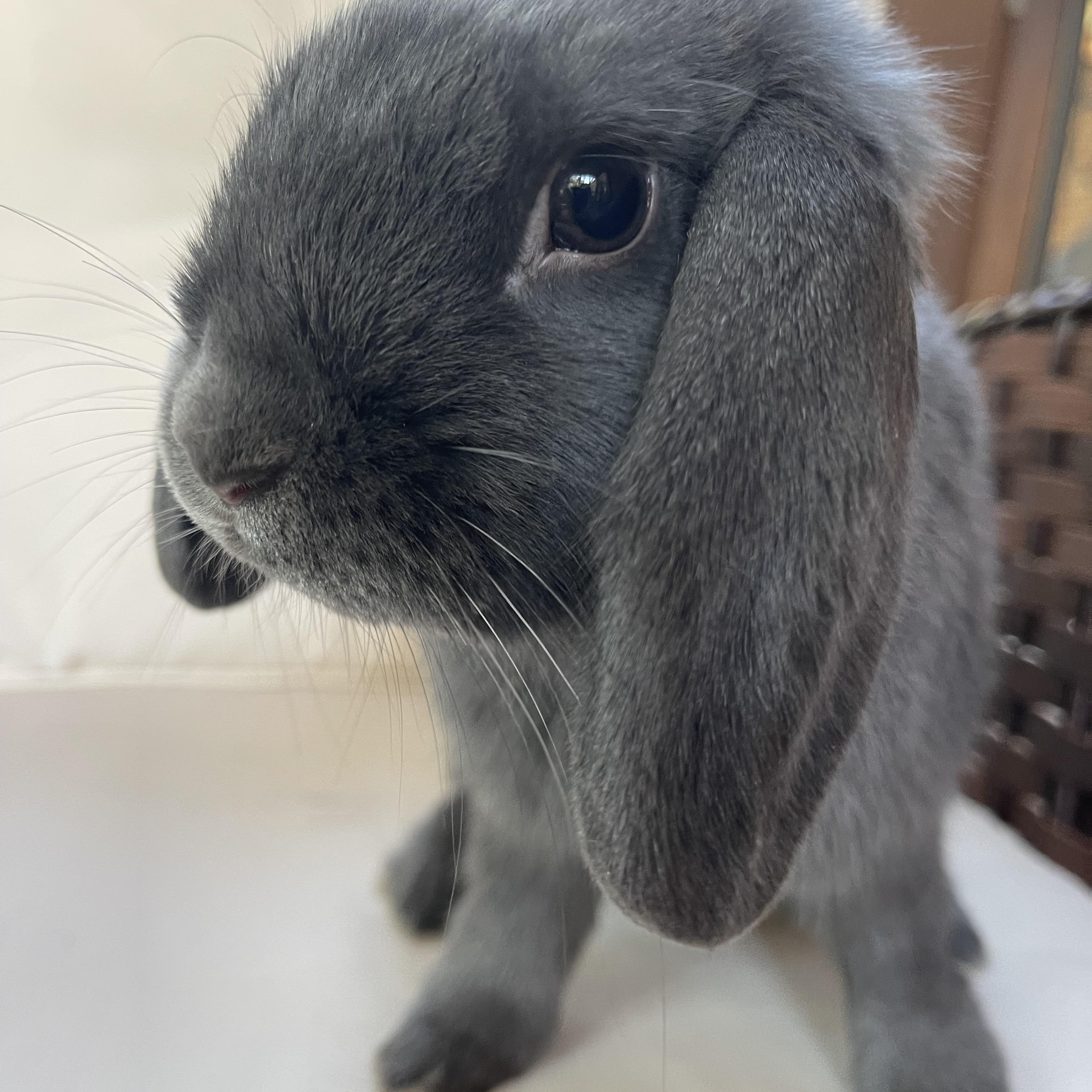 Enlarge Thumper, a Adoptable Mini Lop in Birmingham, AL image 3/5