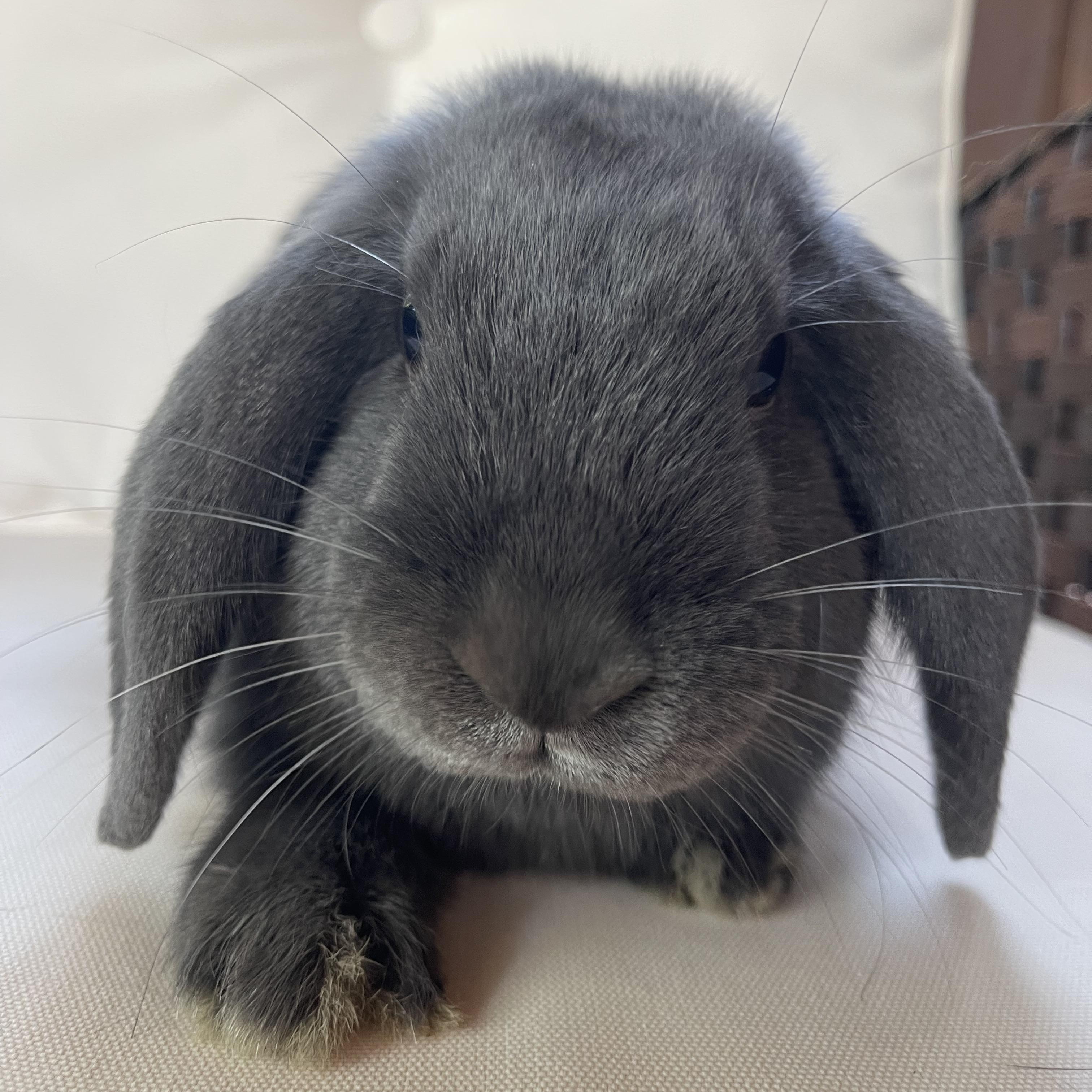 Enlarge Thumper, a Adoptable Mini Lop in Birmingham, AL image 2/5