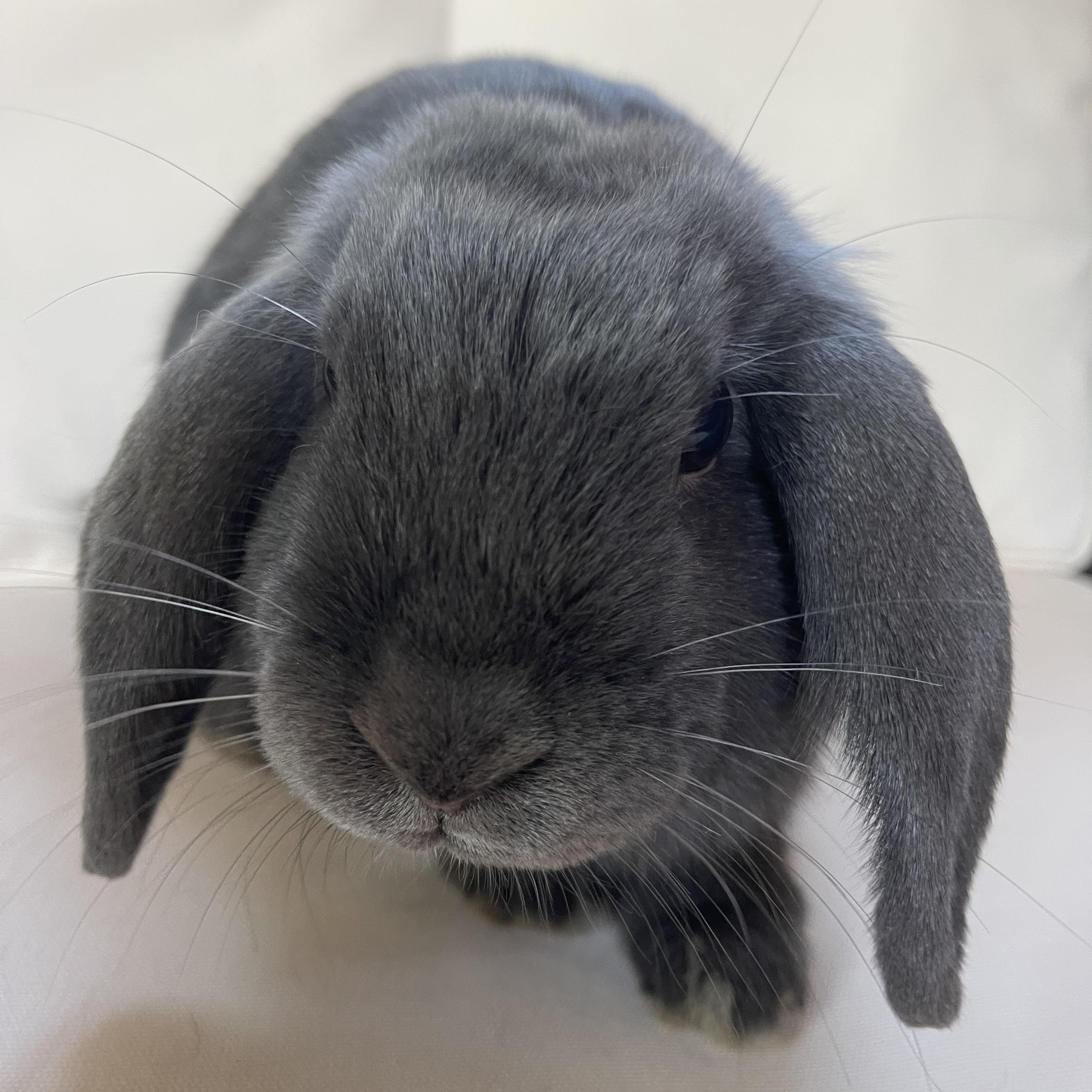 Thumper, Adoptable, Young Male Mini Lop.