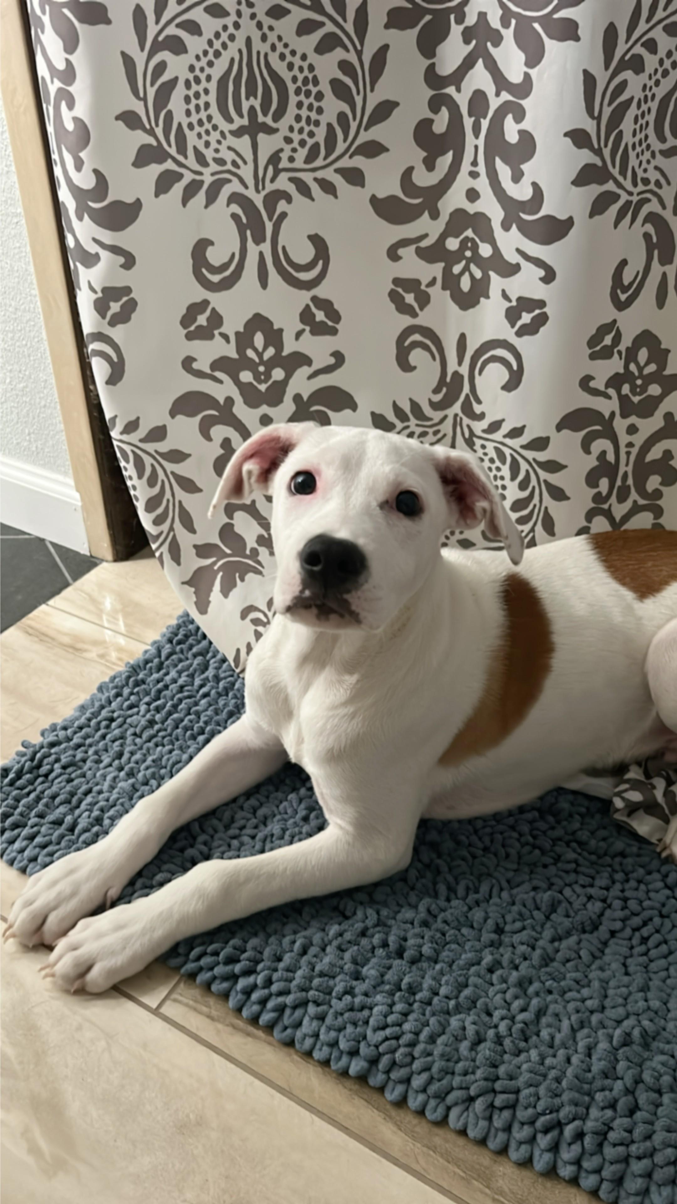 Pickles is the Perfect Boy, a Adoptable mixed breed in San Antonio , TX image 3/6