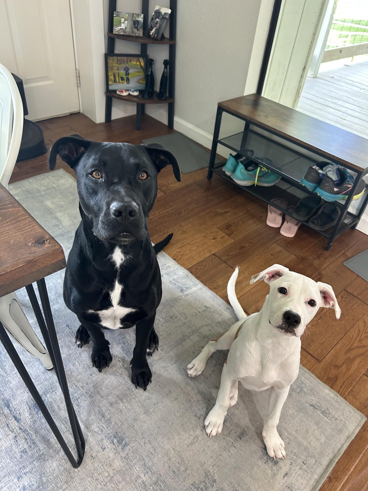 Pickles is the Perfect Boy, a Adoptable mixed breed in San Antonio , TX image 6/6