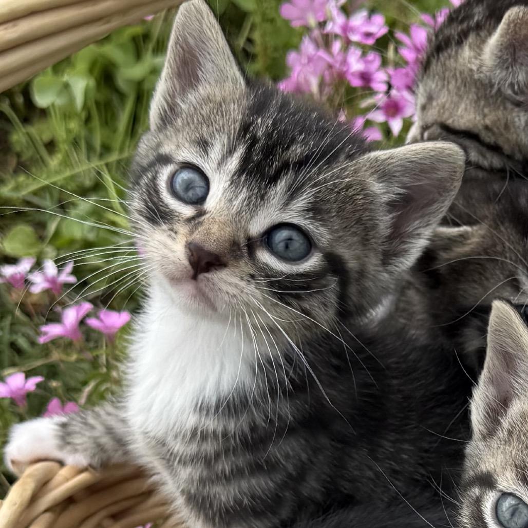 Millie, Adoptable, Kitten Female Domestic Short Hair.