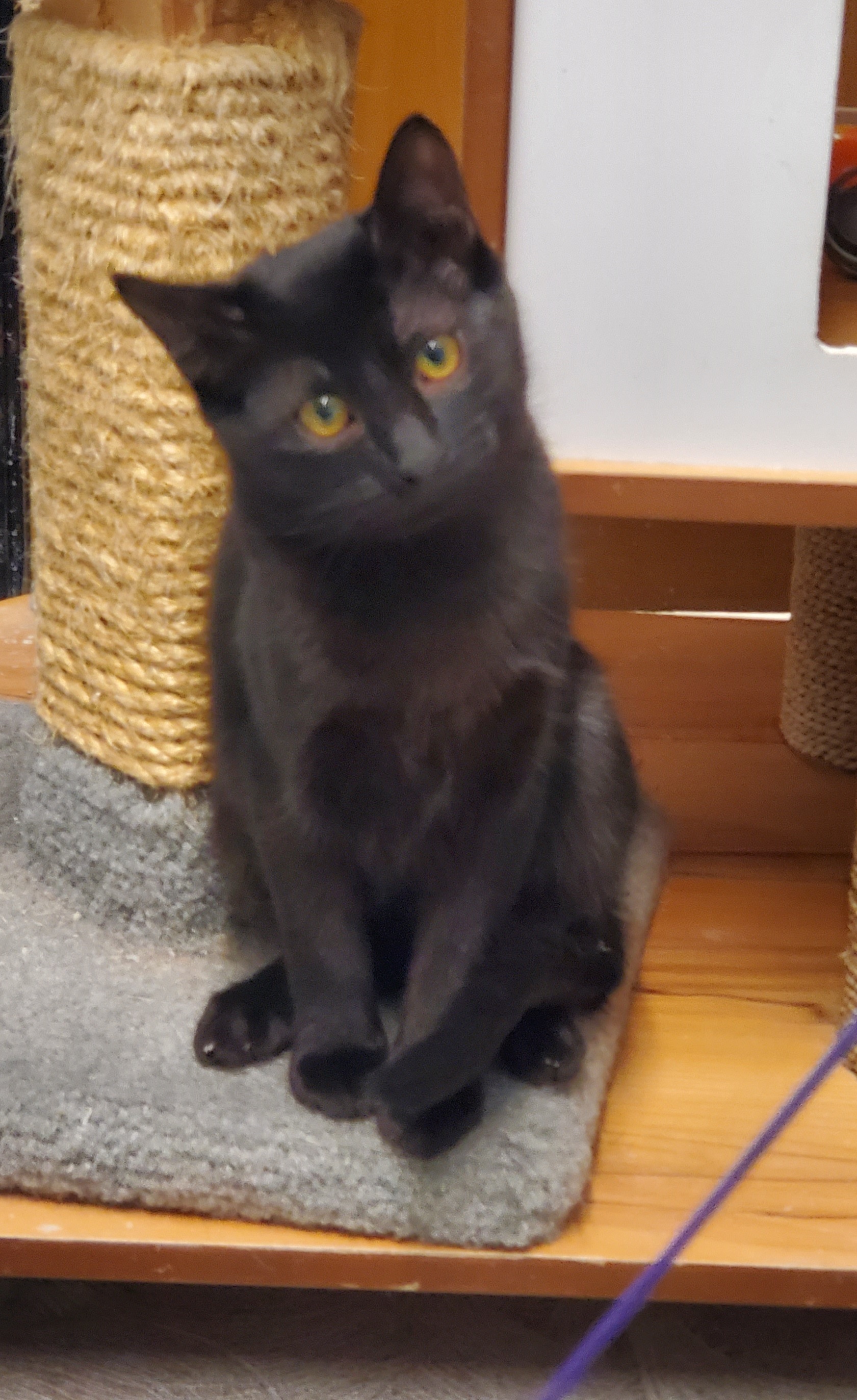 Heart and Midnight (Bonded Brother and Sister)