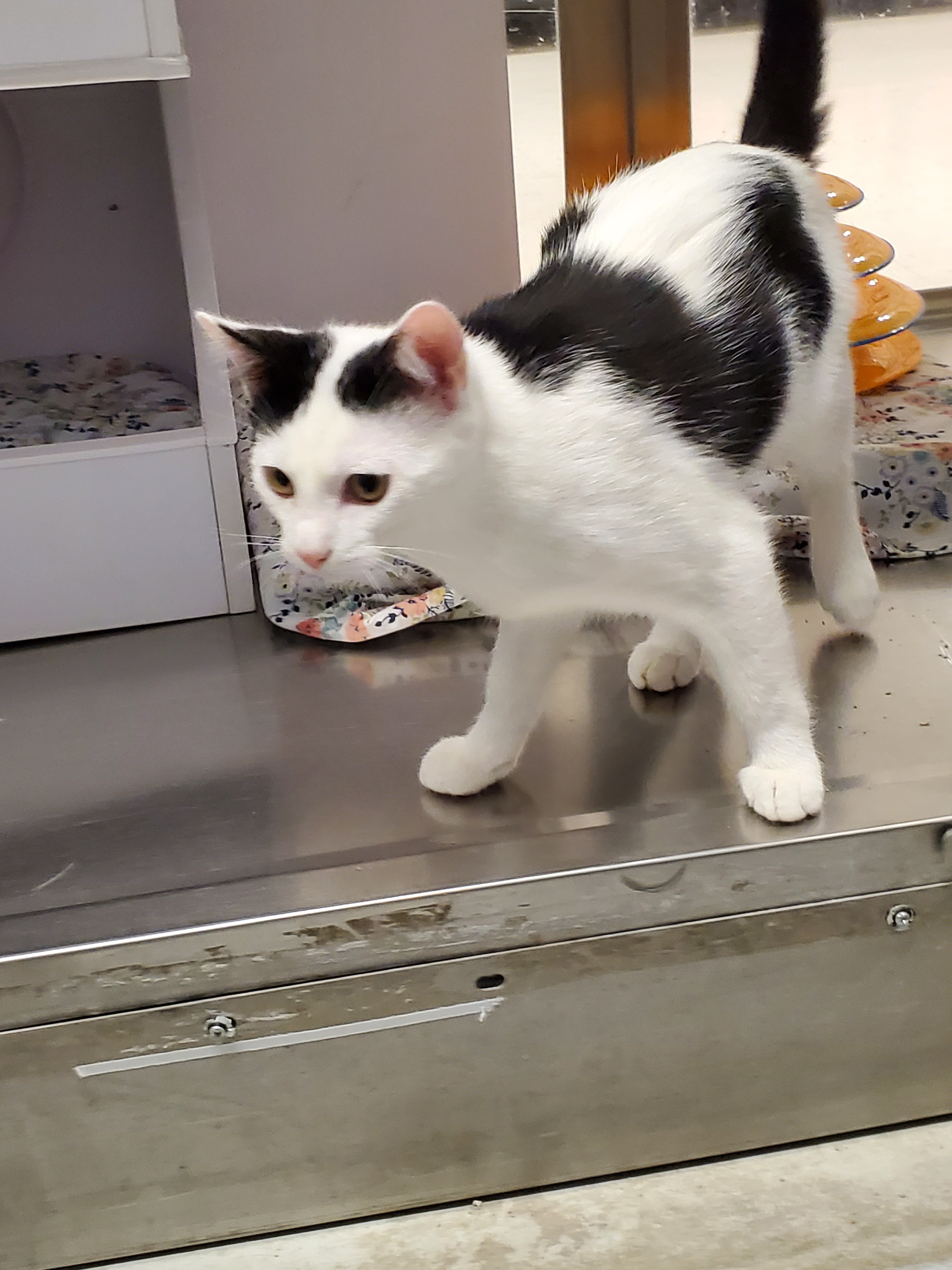 Heart and Midnight (Bonded Brother and Sister)