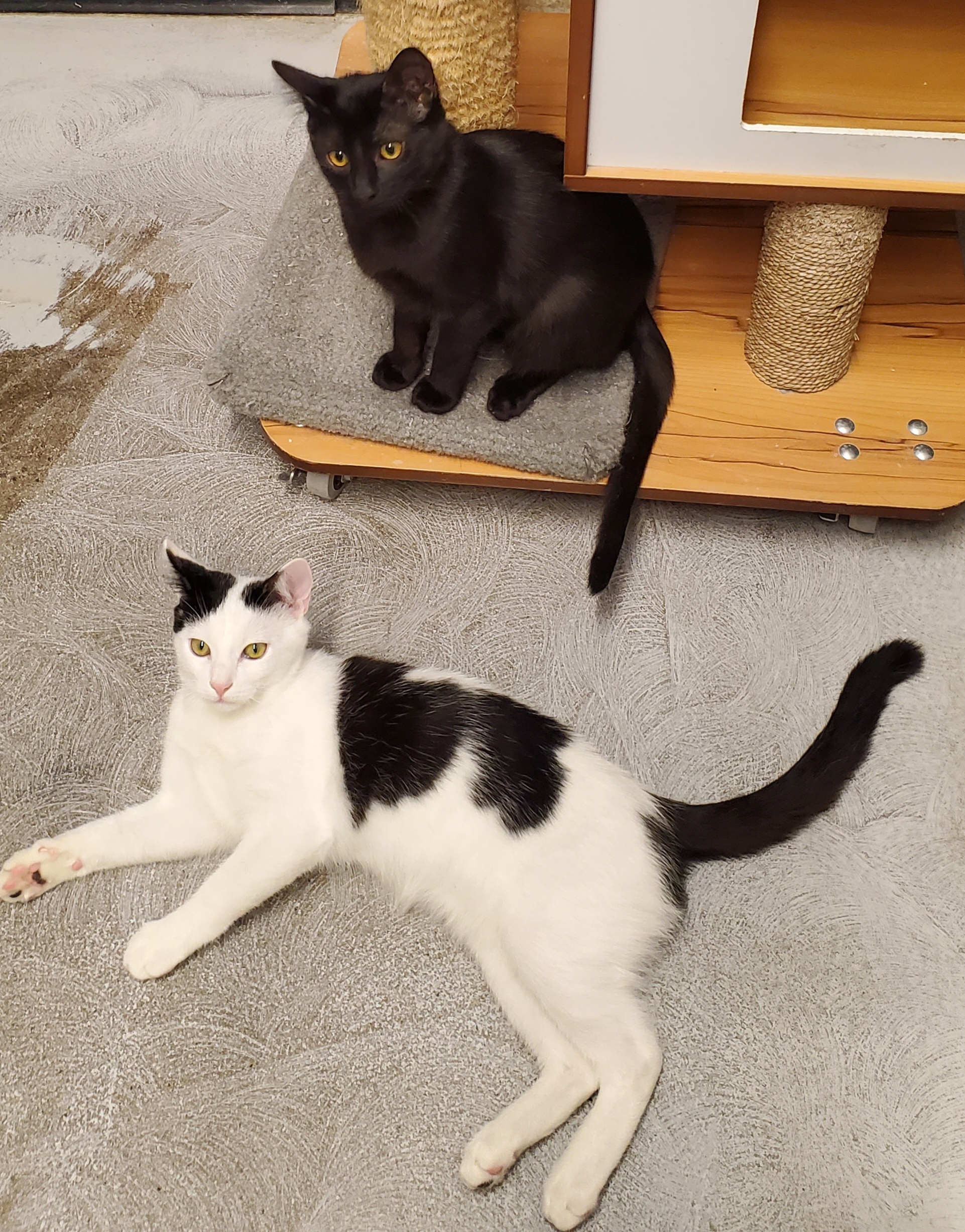 Heart and Midnight (Bonded Brother and Sister)