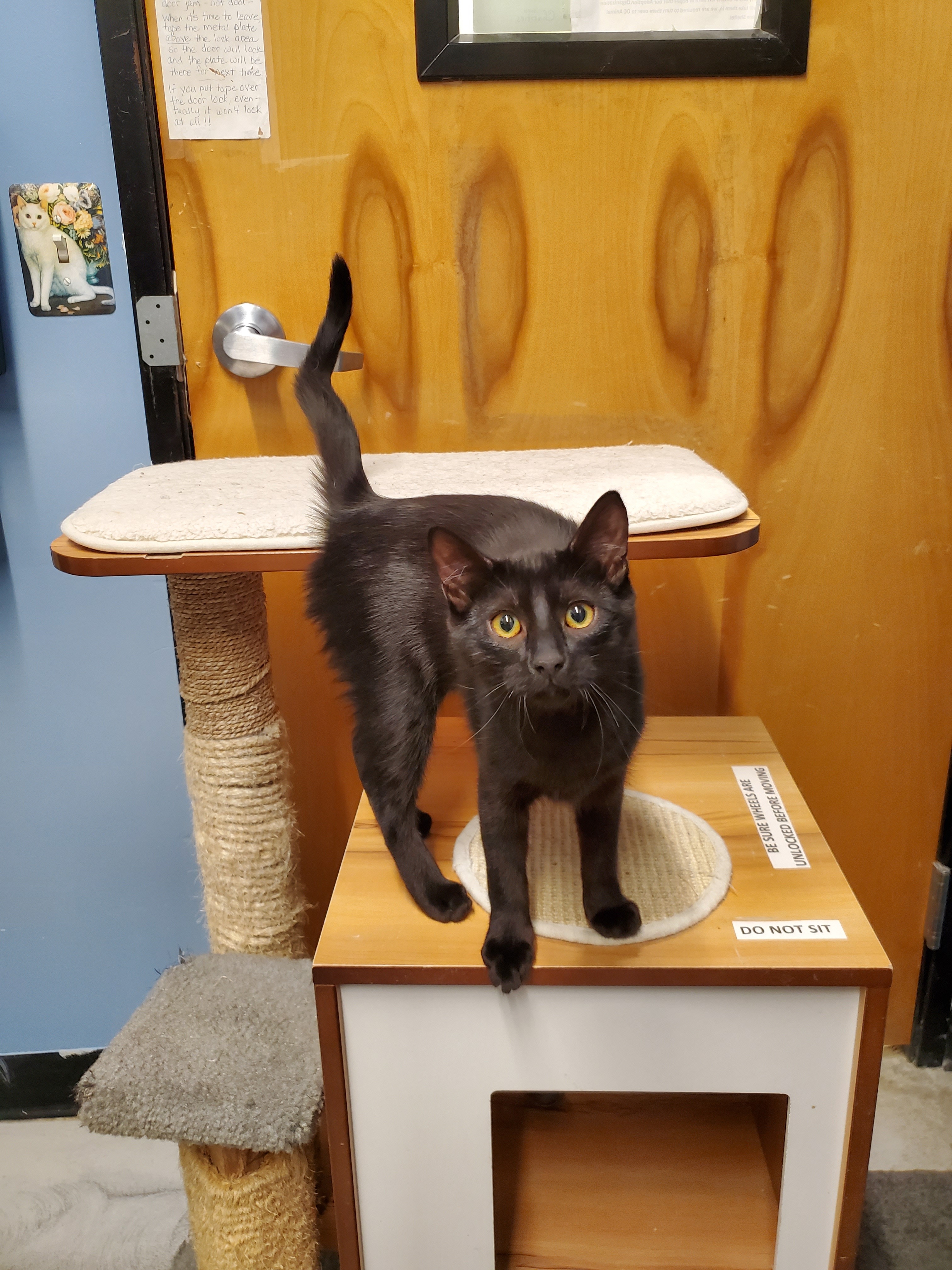 Heart and Midnight (Bonded Brother and Sister)