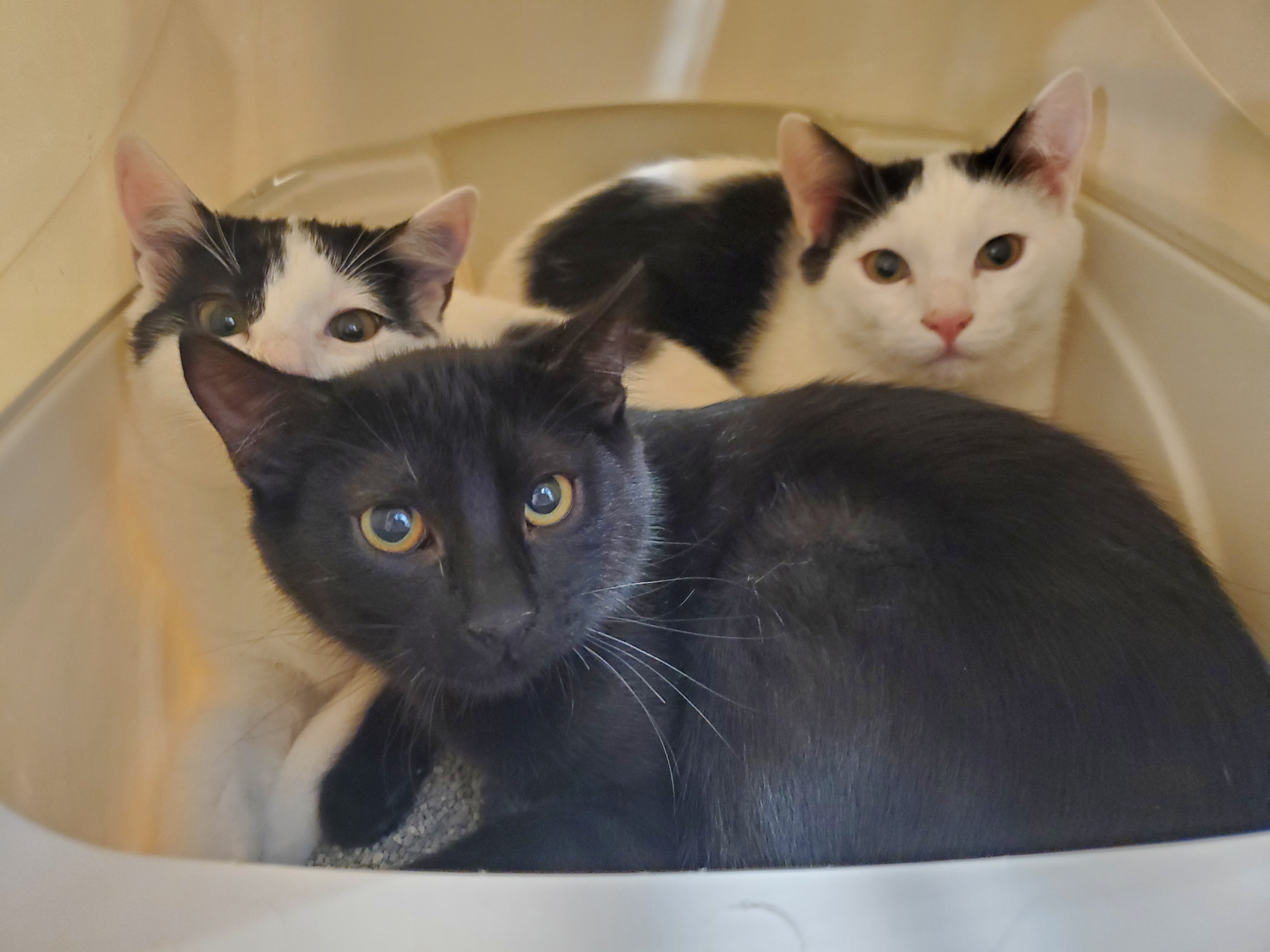 Heart and Midnight (Bonded Brother and Sister)