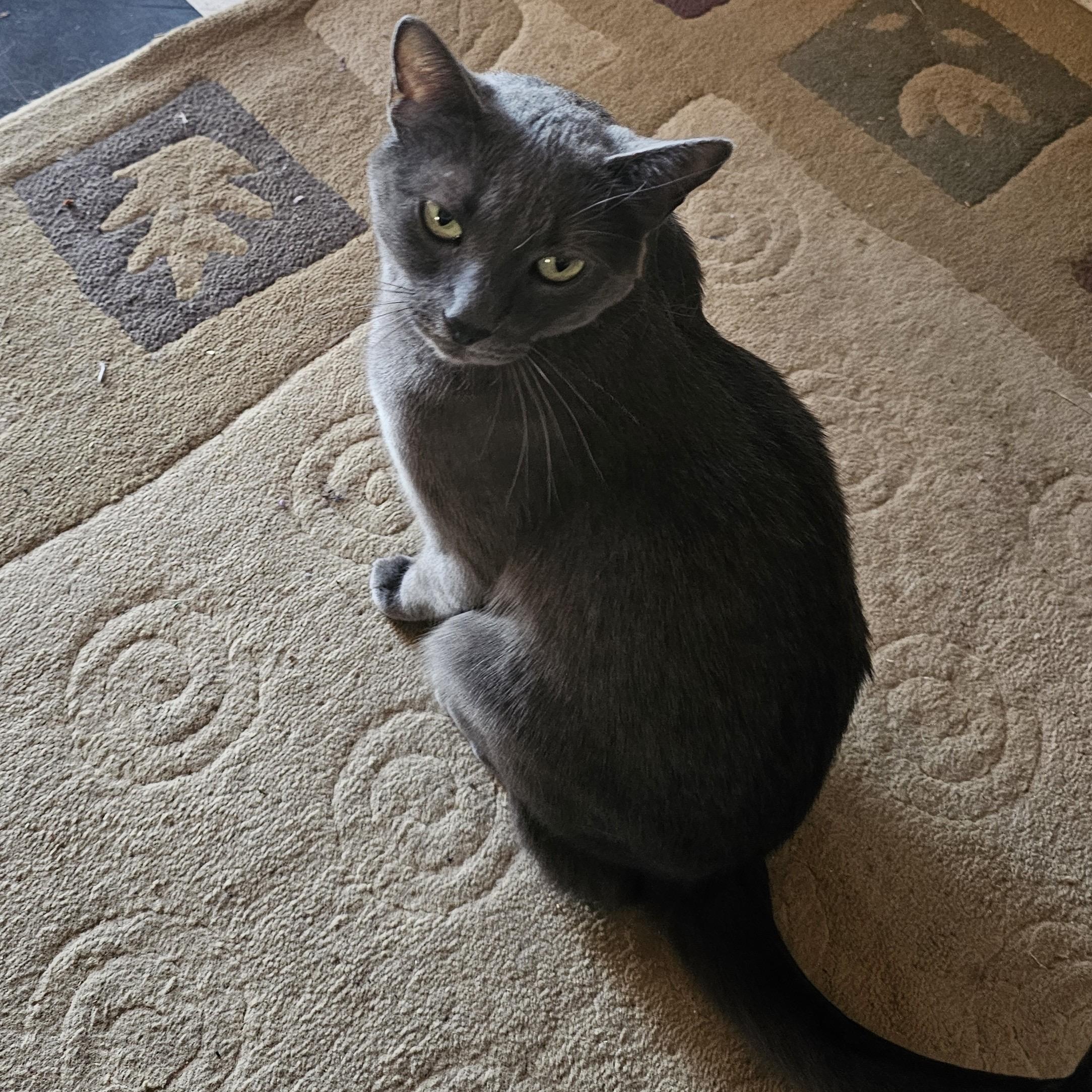 Enlarge Riley, a Adopted Russian Blue in Clarkdale, AZ image 3/4