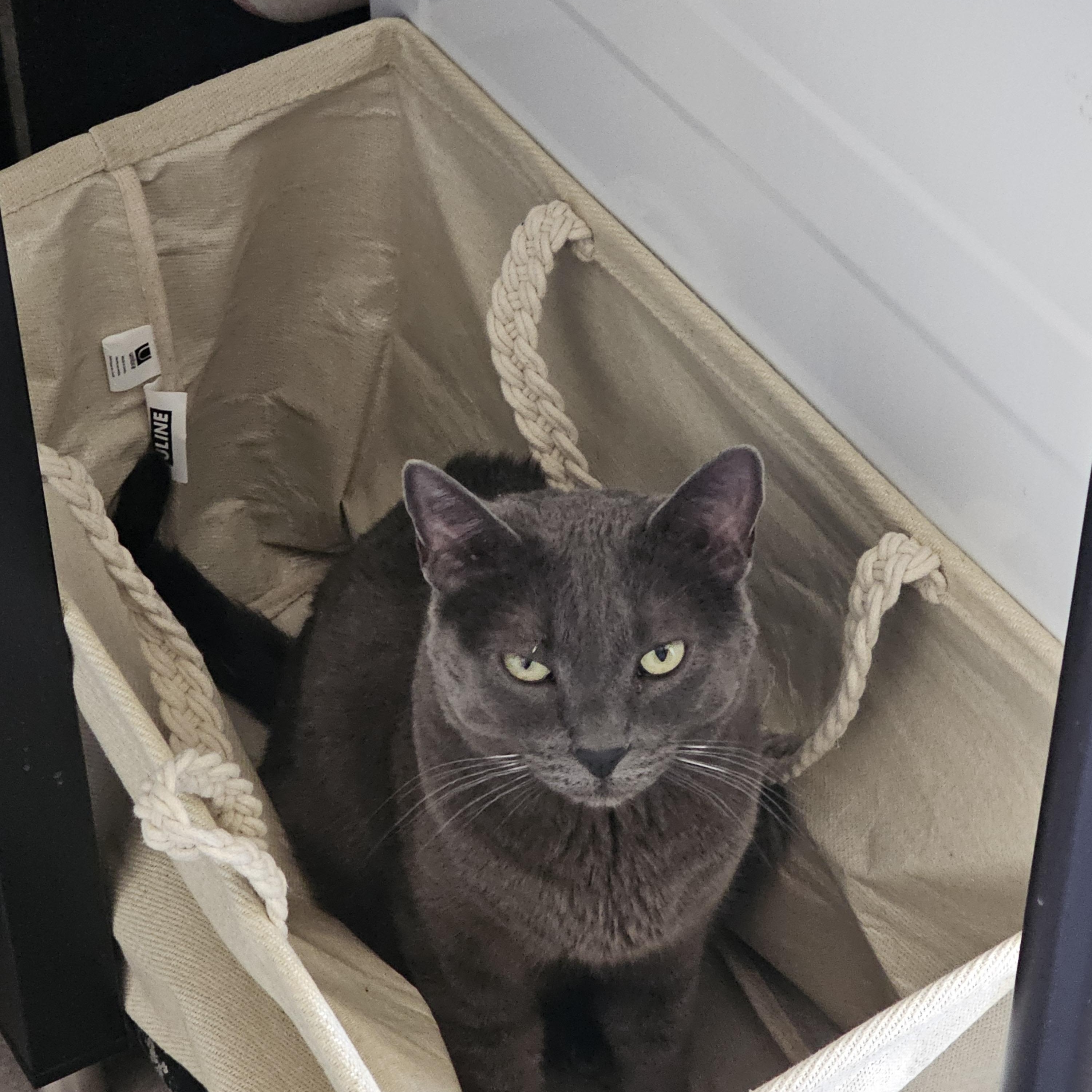 Riley, Adopted, Adult Male Russian Blue.