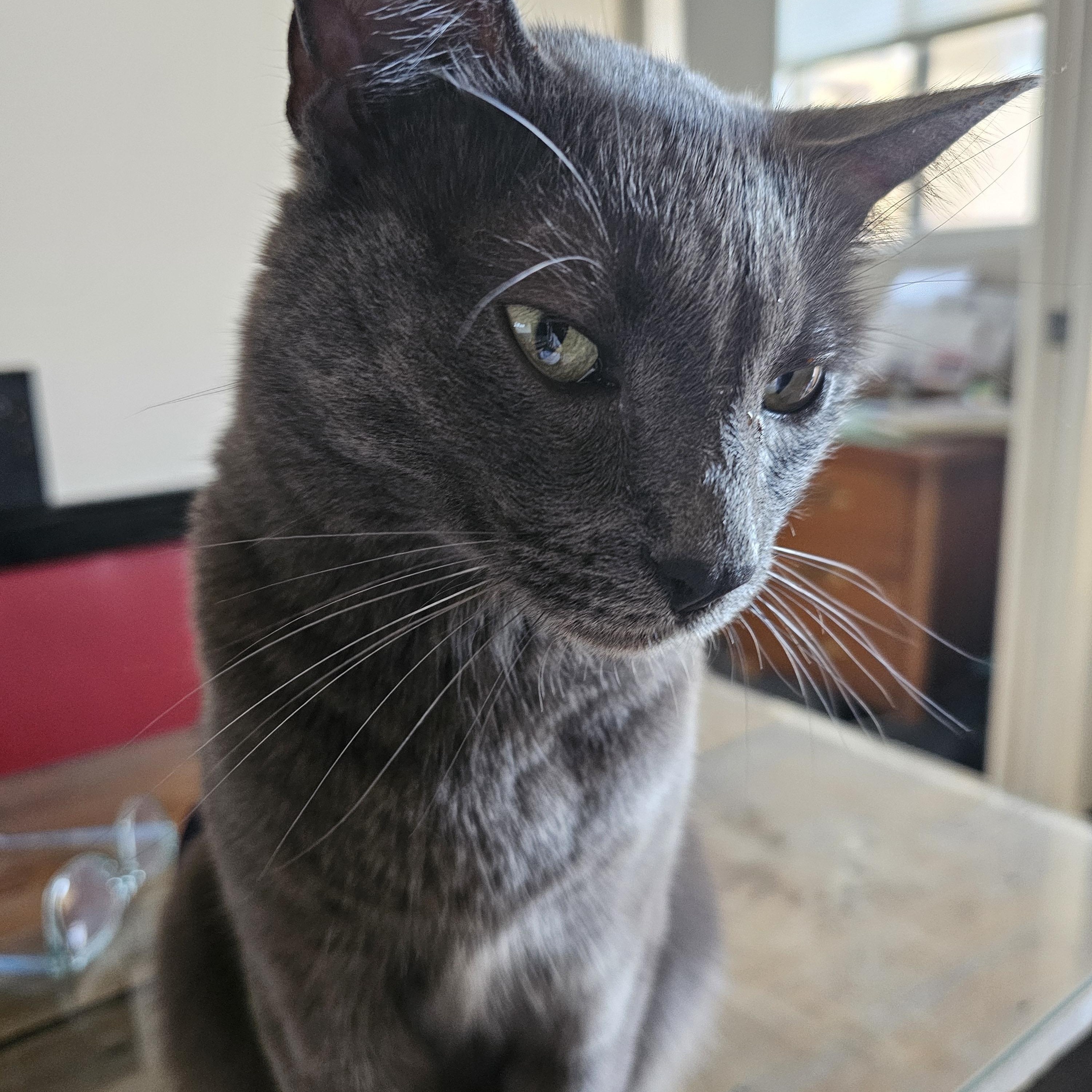 Enlarge Riley, a Adopted Russian Blue in Clarkdale, AZ image 2/4