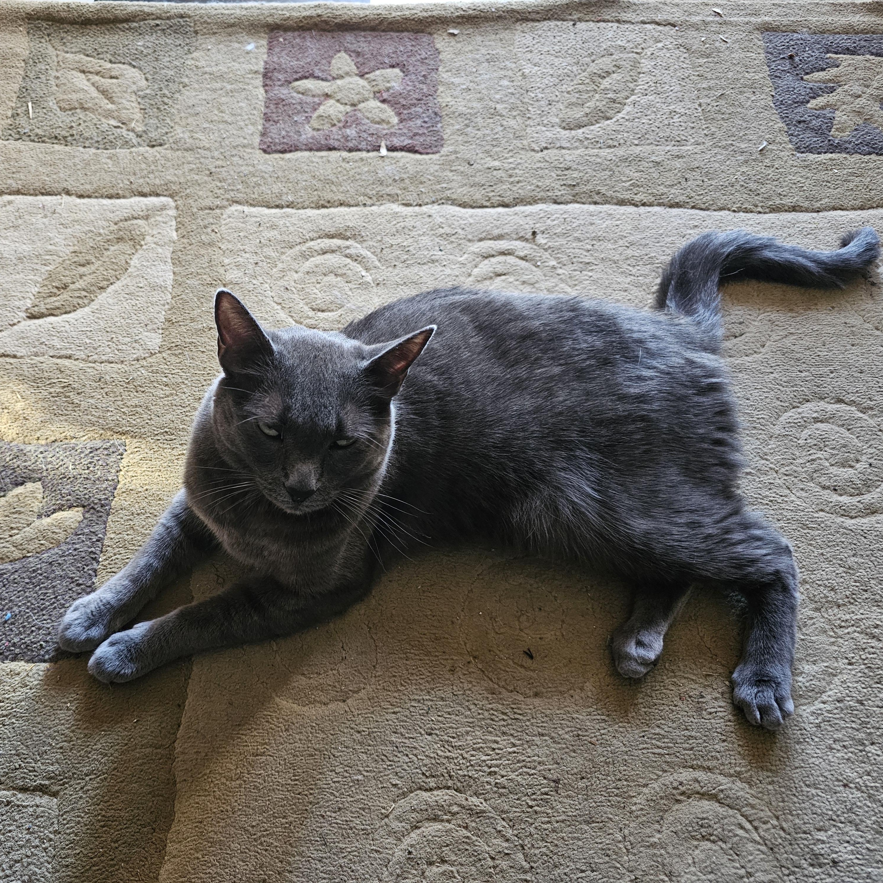 Enlarge Riley, a Adopted Russian Blue in Clarkdale, AZ image 4/4