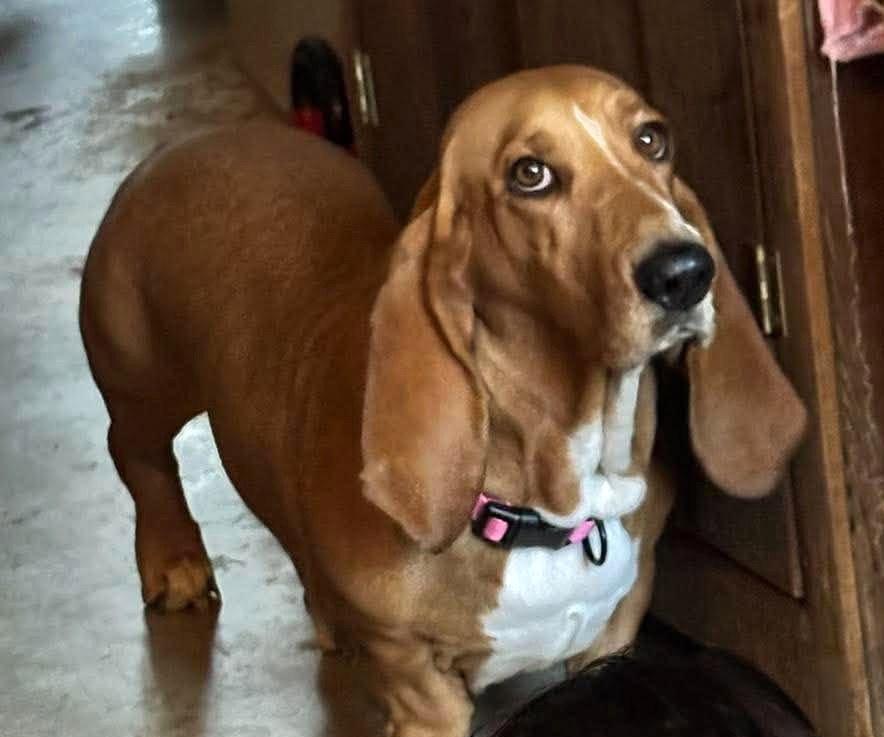 Fatima TX, Adoptable, Adult Female Basset Hound.
