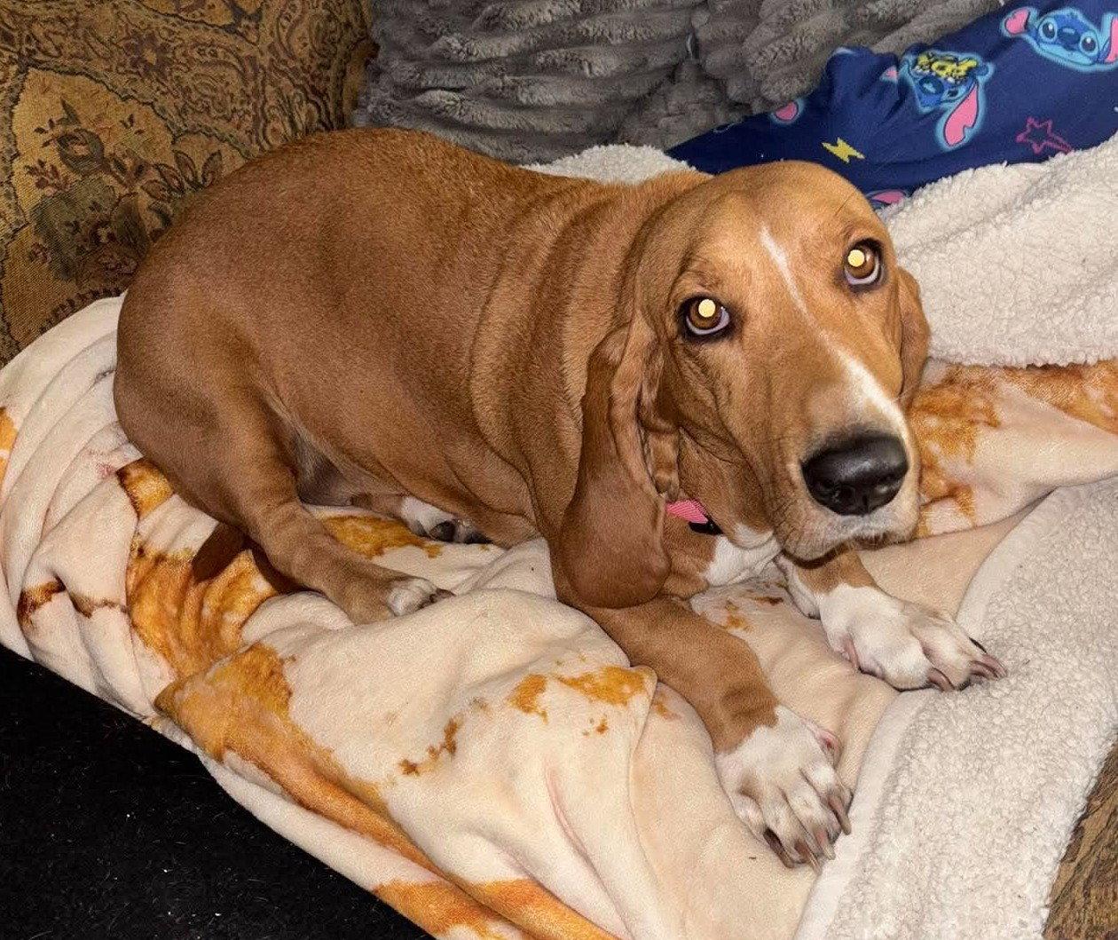 Enlarge Fatima TX, a Adoptable Basset Hound in Boonton, NJ image 3/3