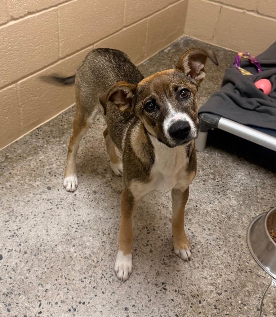 Zippity Doo Dah, Adoptable, Puppy Female German Shepherd Dog & Mixed Breed.