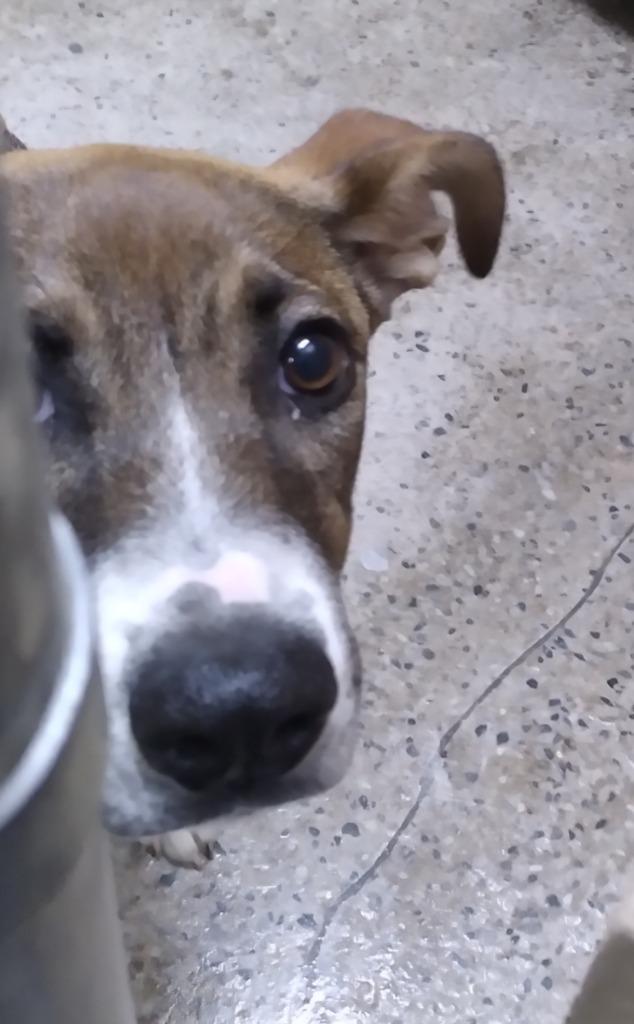 Zippity Doo Dah, a Adoptable mixed breed in Burnsville, NC image 2/3