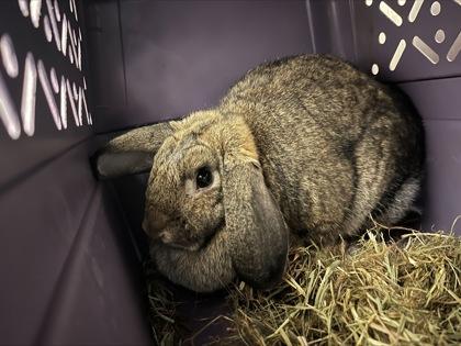 Enlarge Hazel, a Adoptable Bunny Rabbit in Westland, MI image 1/1